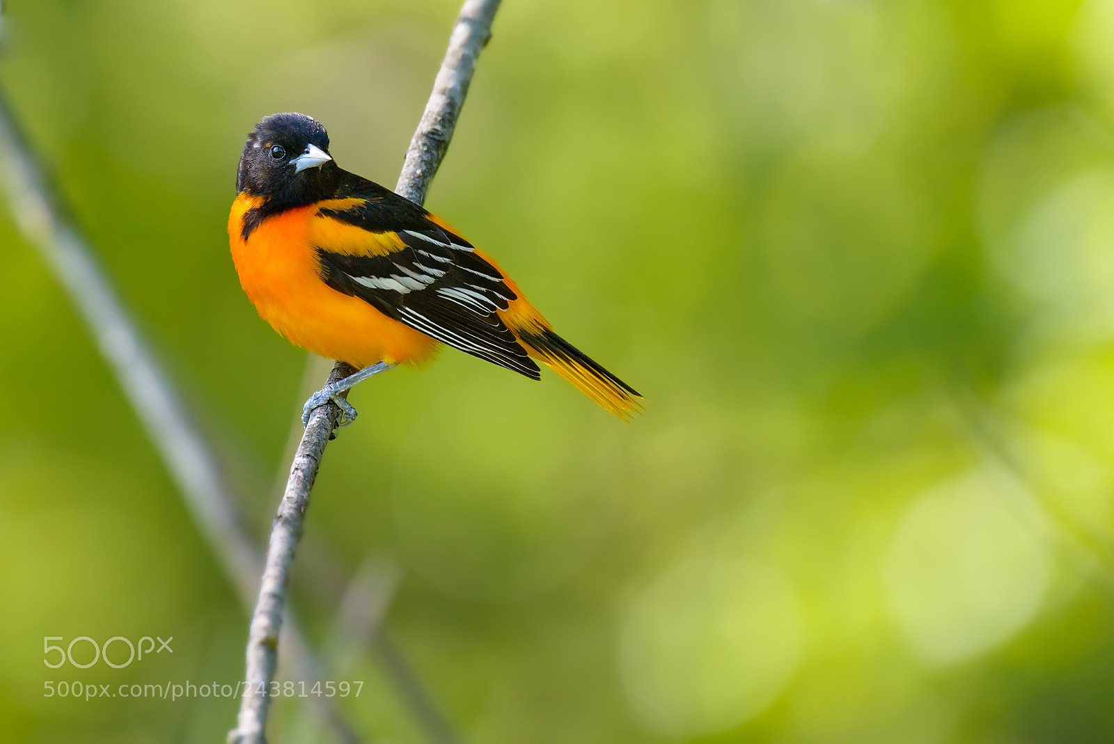 Nikon D800 sample photo. Male baltimore oriole perched photography