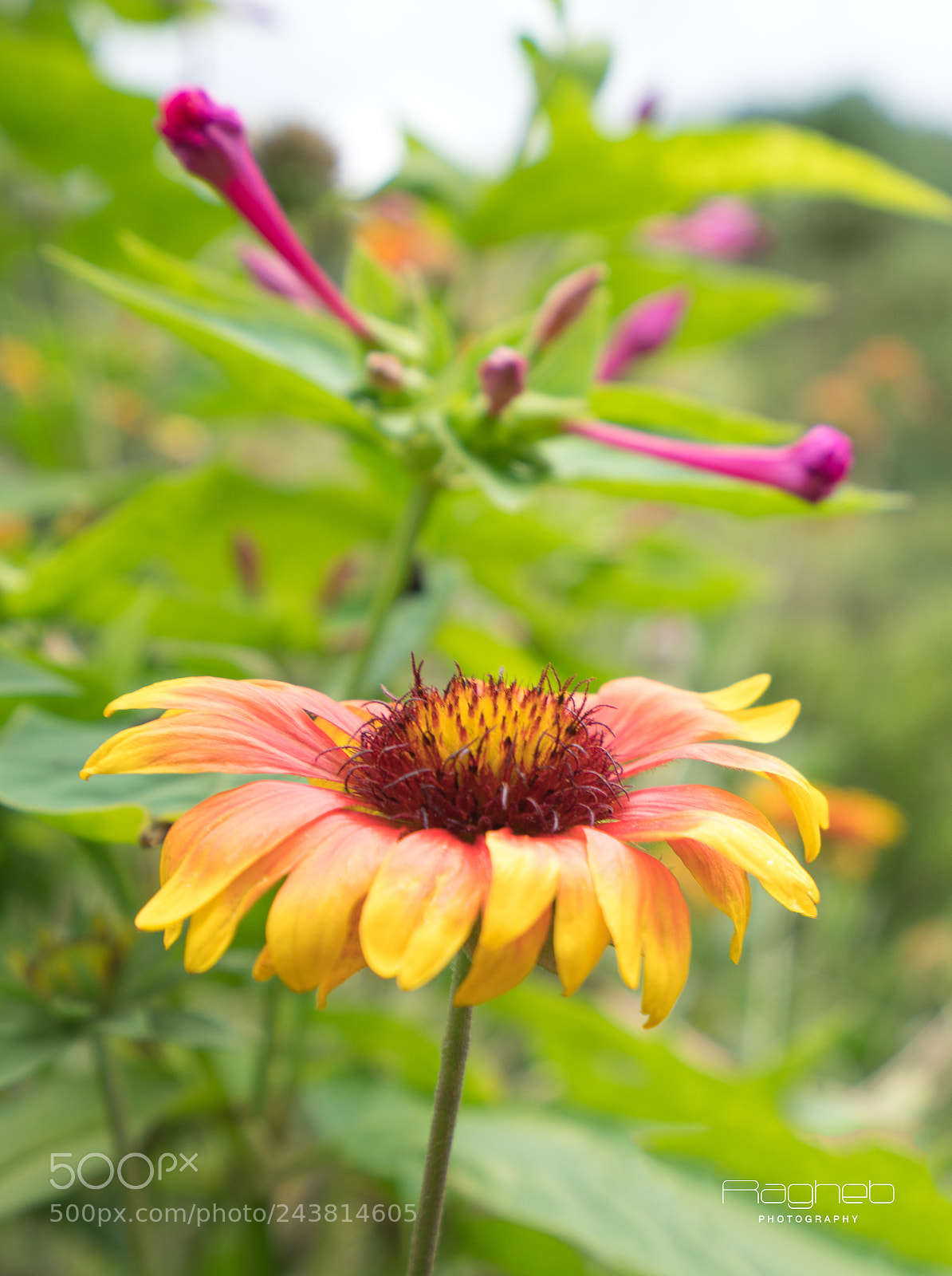 Sony a7R II sample photo. Macro photography