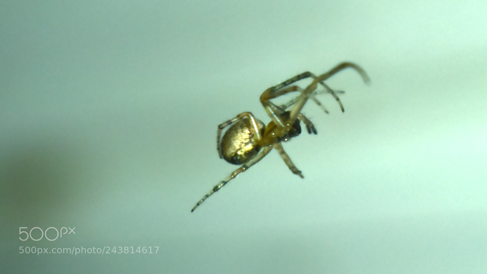 Nikon D5600 sample photo. Jumping spider photography