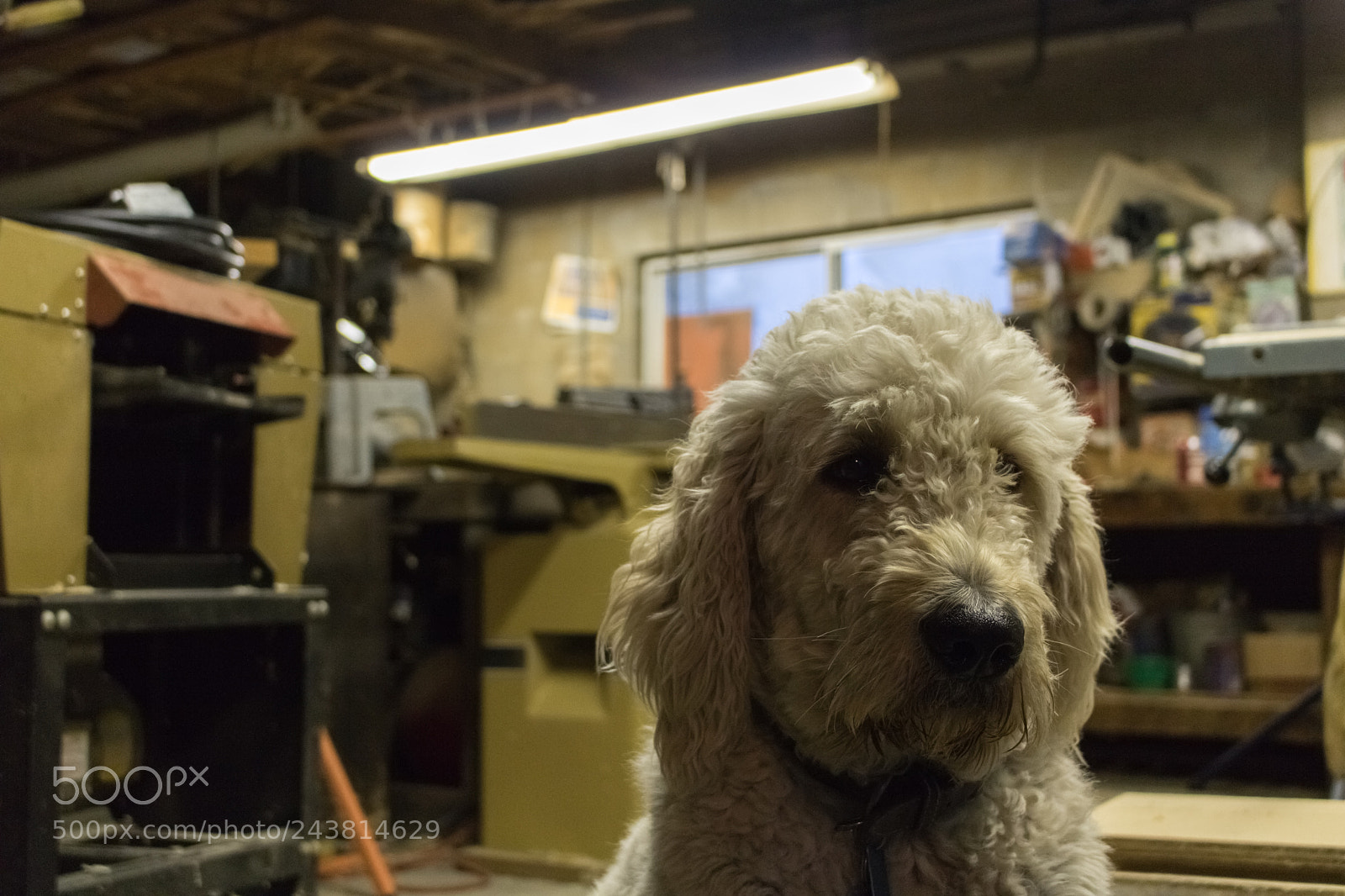 Canon EOS 750D (EOS Rebel T6i / EOS Kiss X8i) sample photo. Golden doodle photography