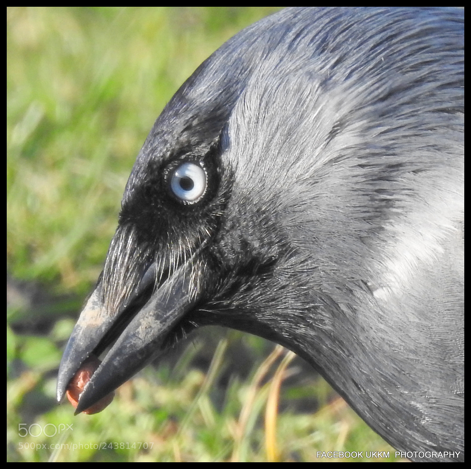 Nikon Coolpix P900 sample photo. Jackdaw eating a peanut photography