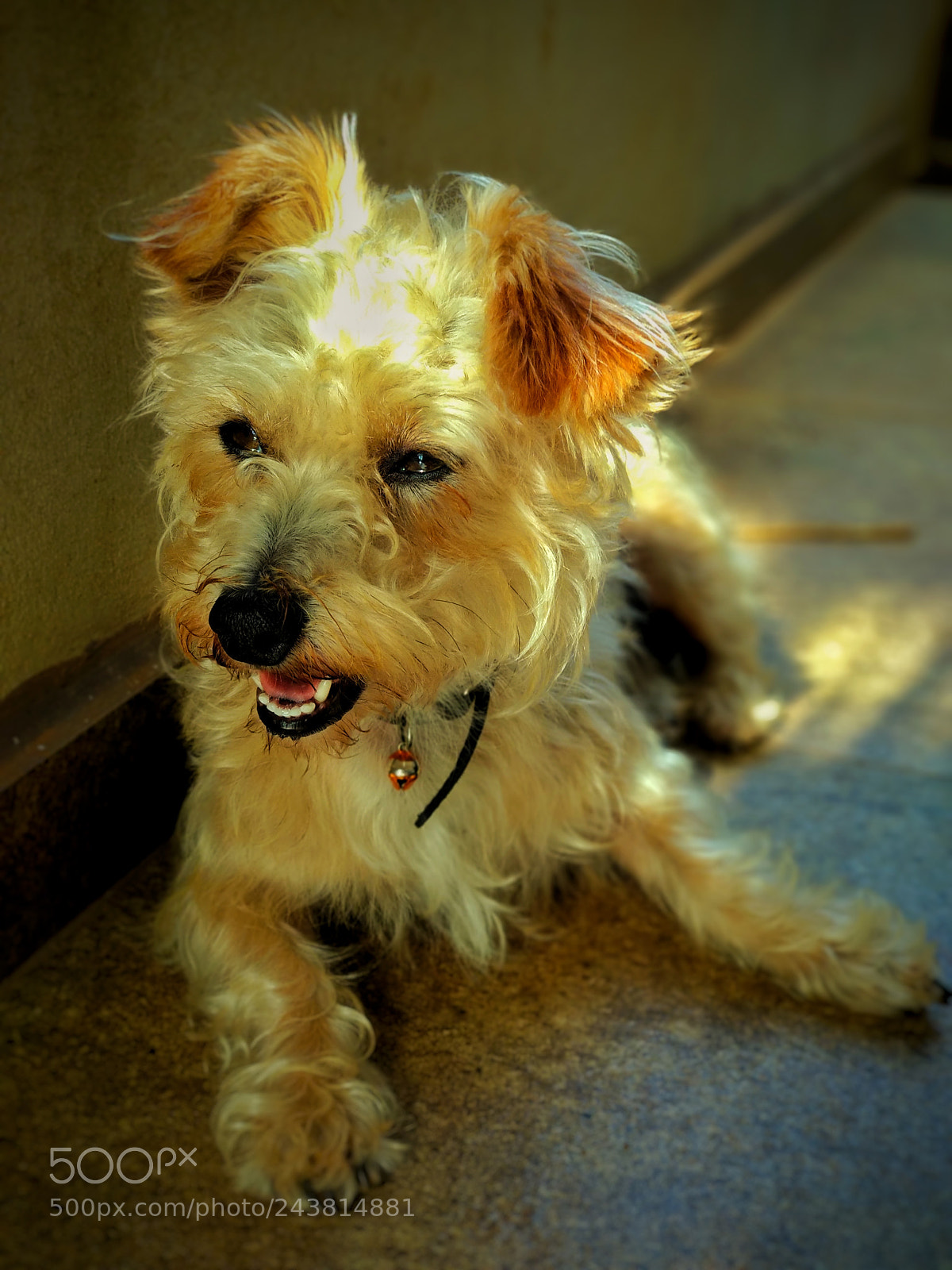 Xiaomi Mi A1 sample photo. The resting dog photography