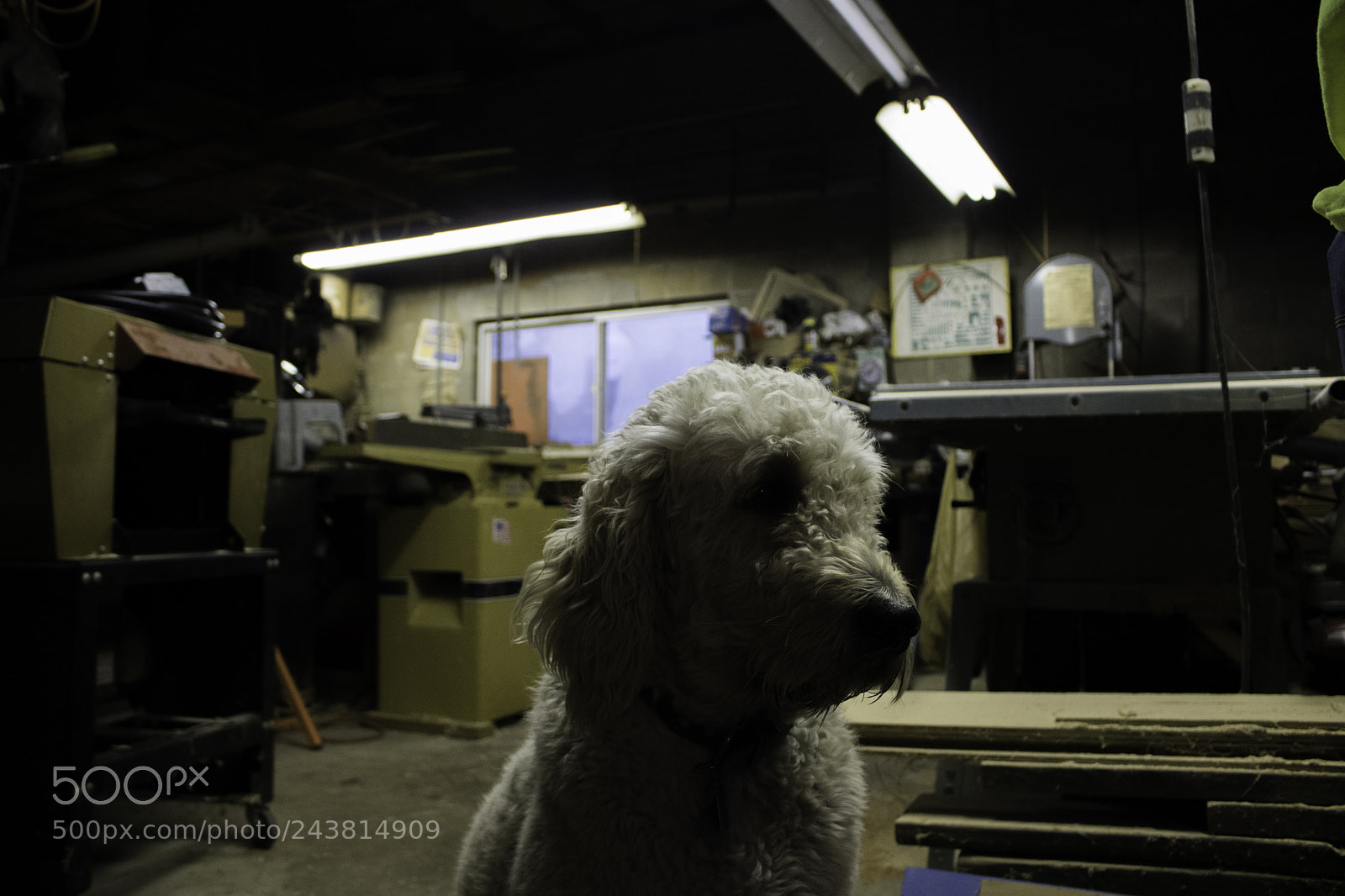 Canon EOS 750D (EOS Rebel T6i / EOS Kiss X8i) sample photo. Golden shadow photography