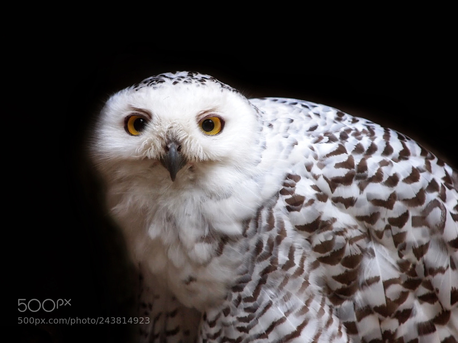 Olympus E-5 sample photo. Snow owl photography