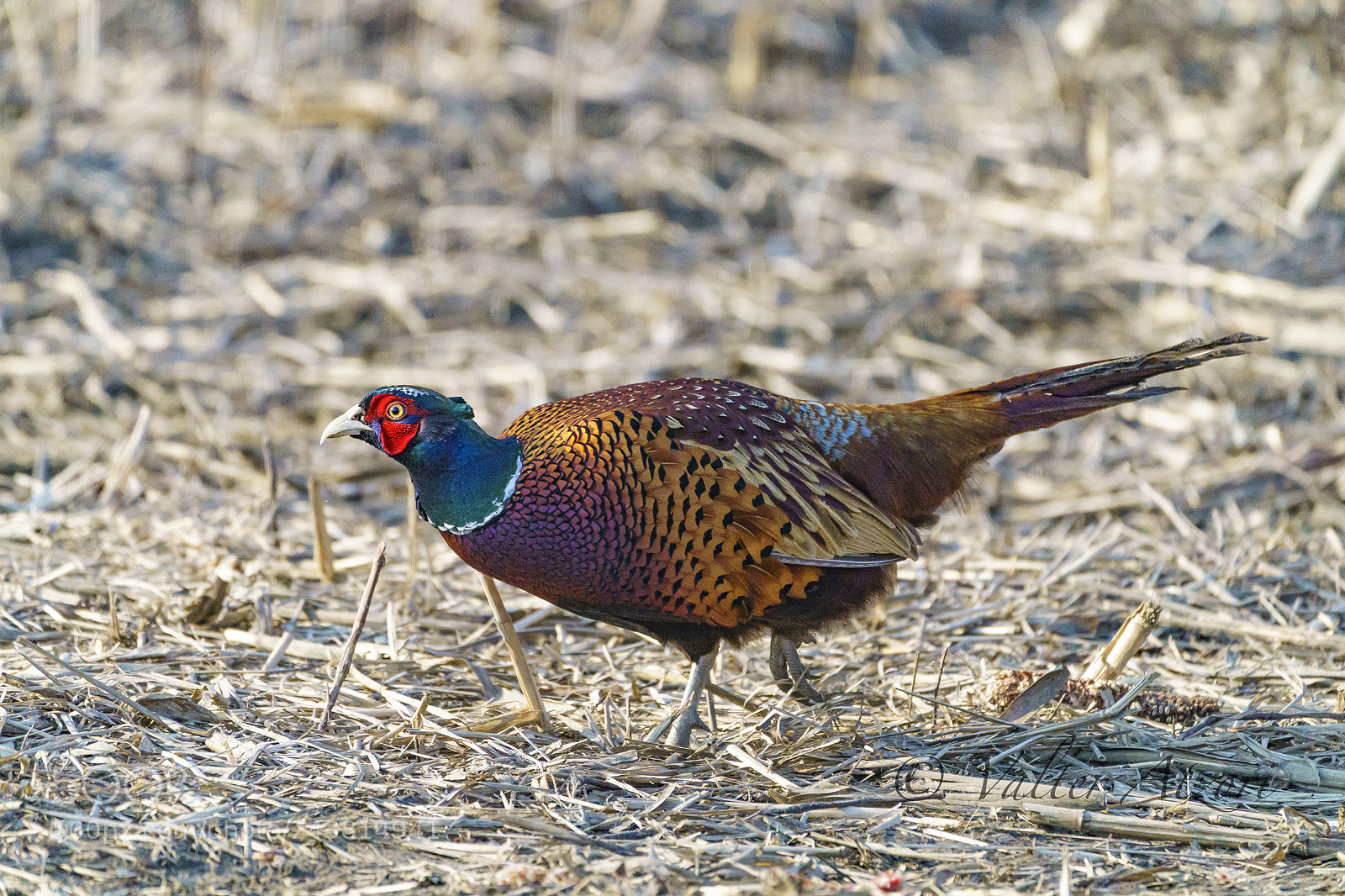 Sony a9 sample photo. Pheasant photography