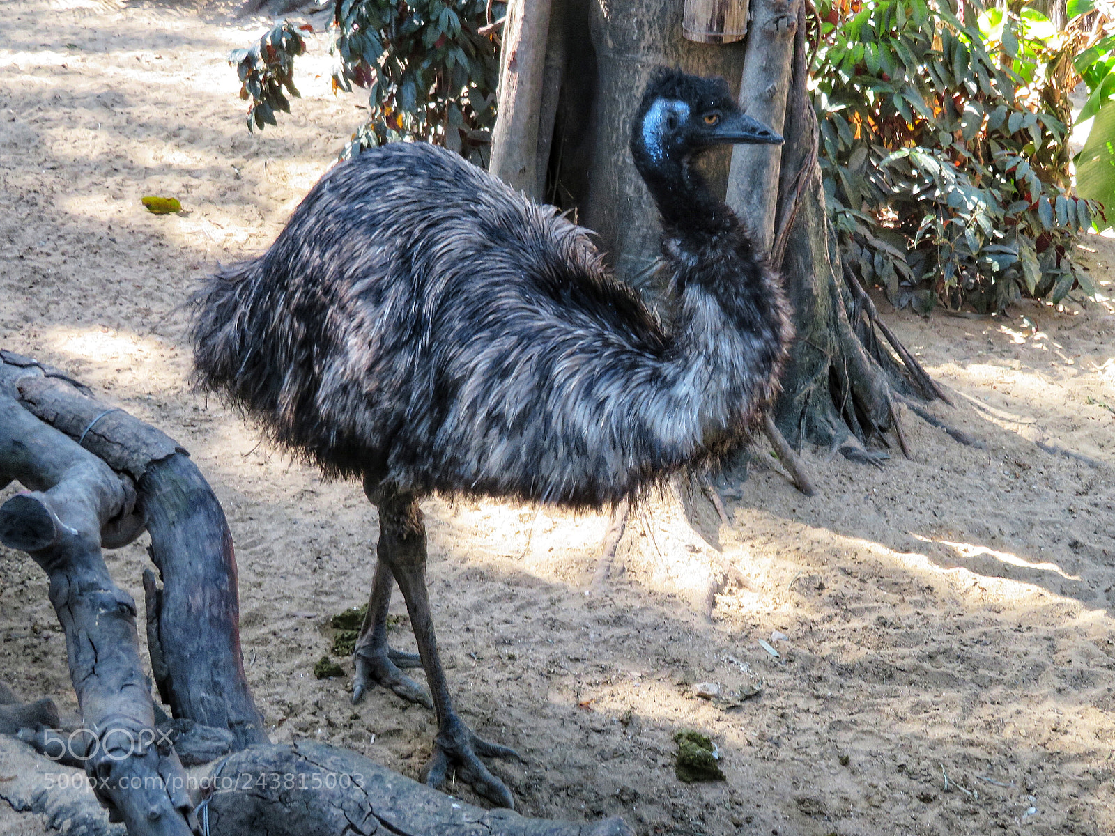 Canon PowerShot SX720 HS sample photo. Emu photography