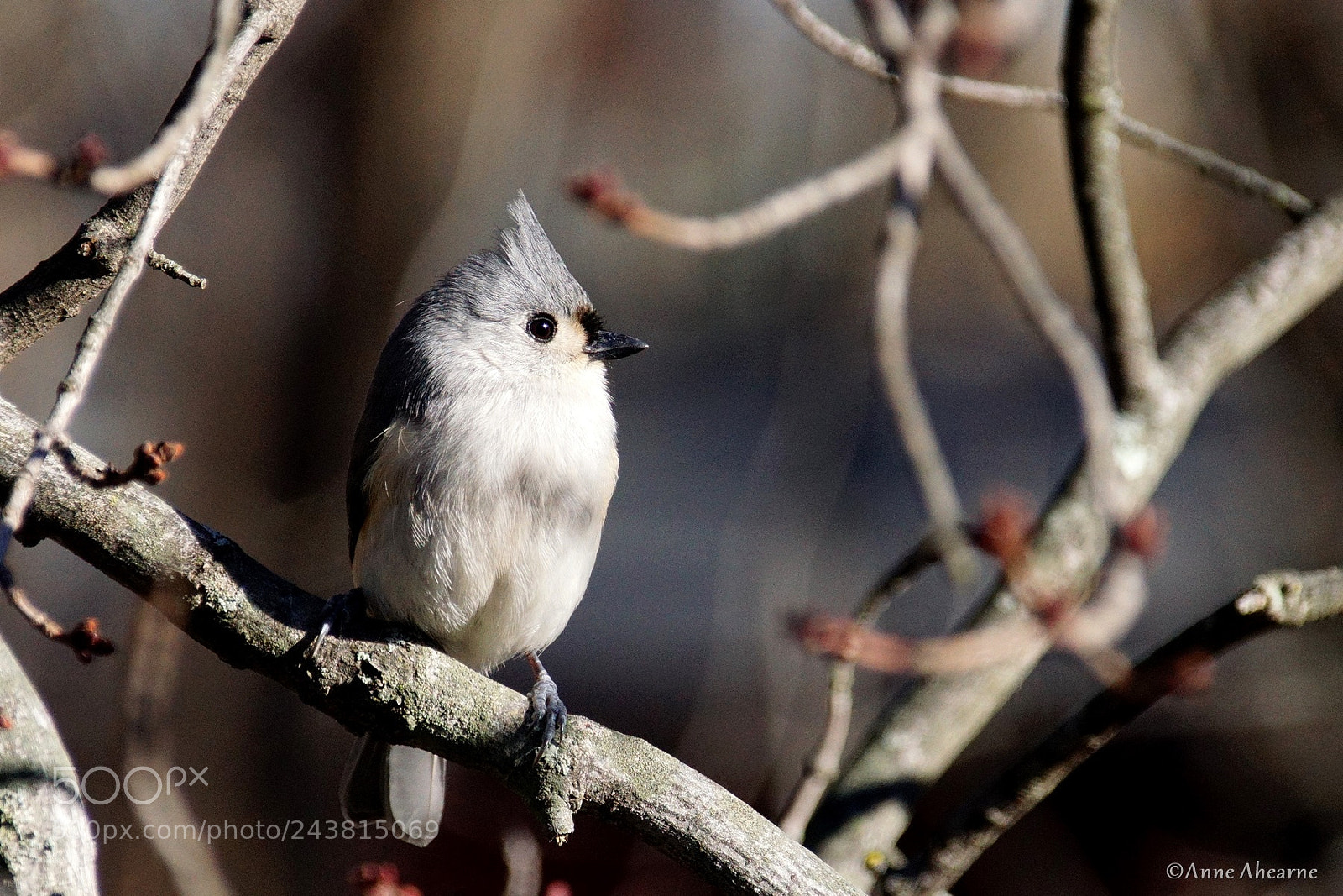 Sony ILCA-77M2 sample photo. Tufted titmouse photography