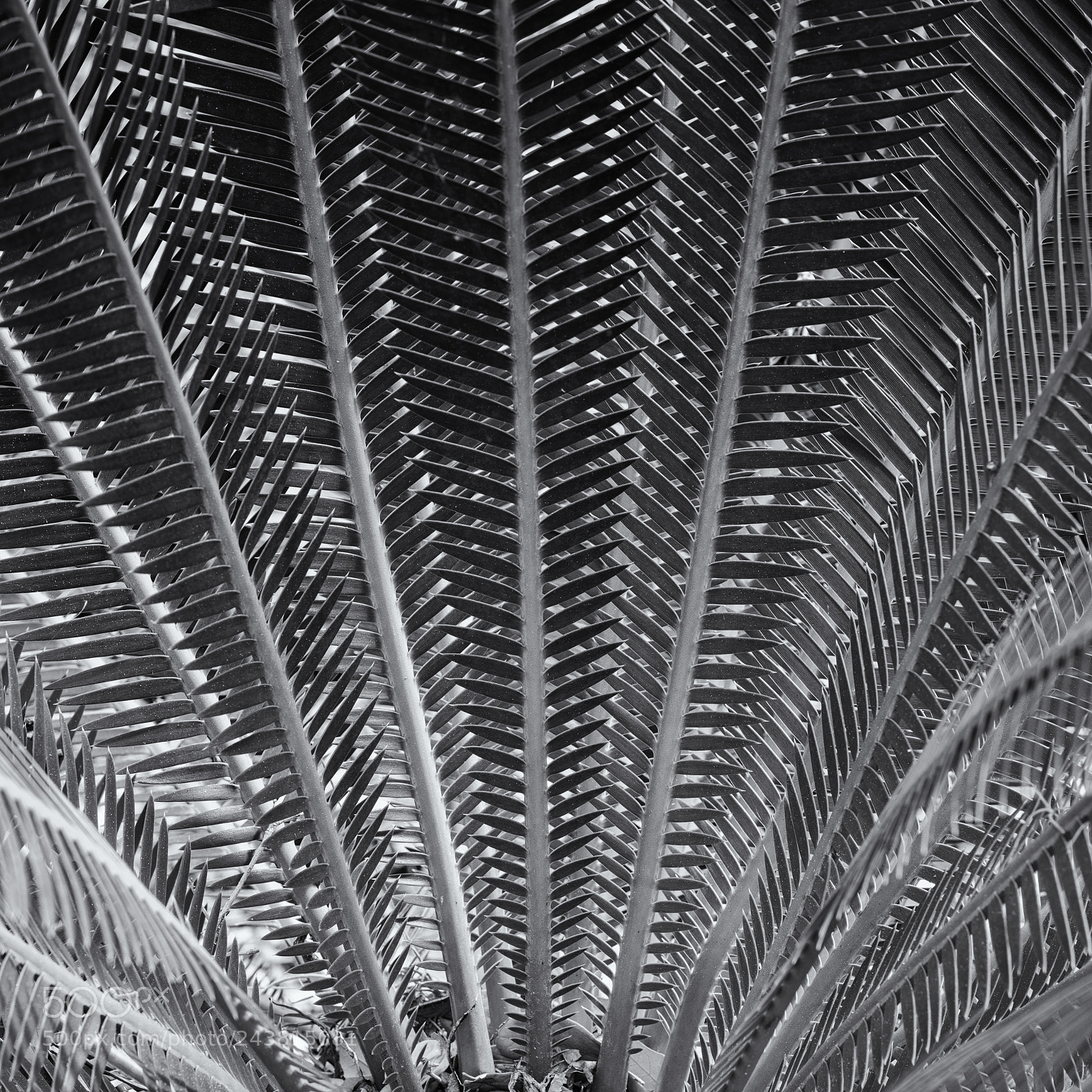 Hasselblad X1D-50c sample photo. Cycad photography