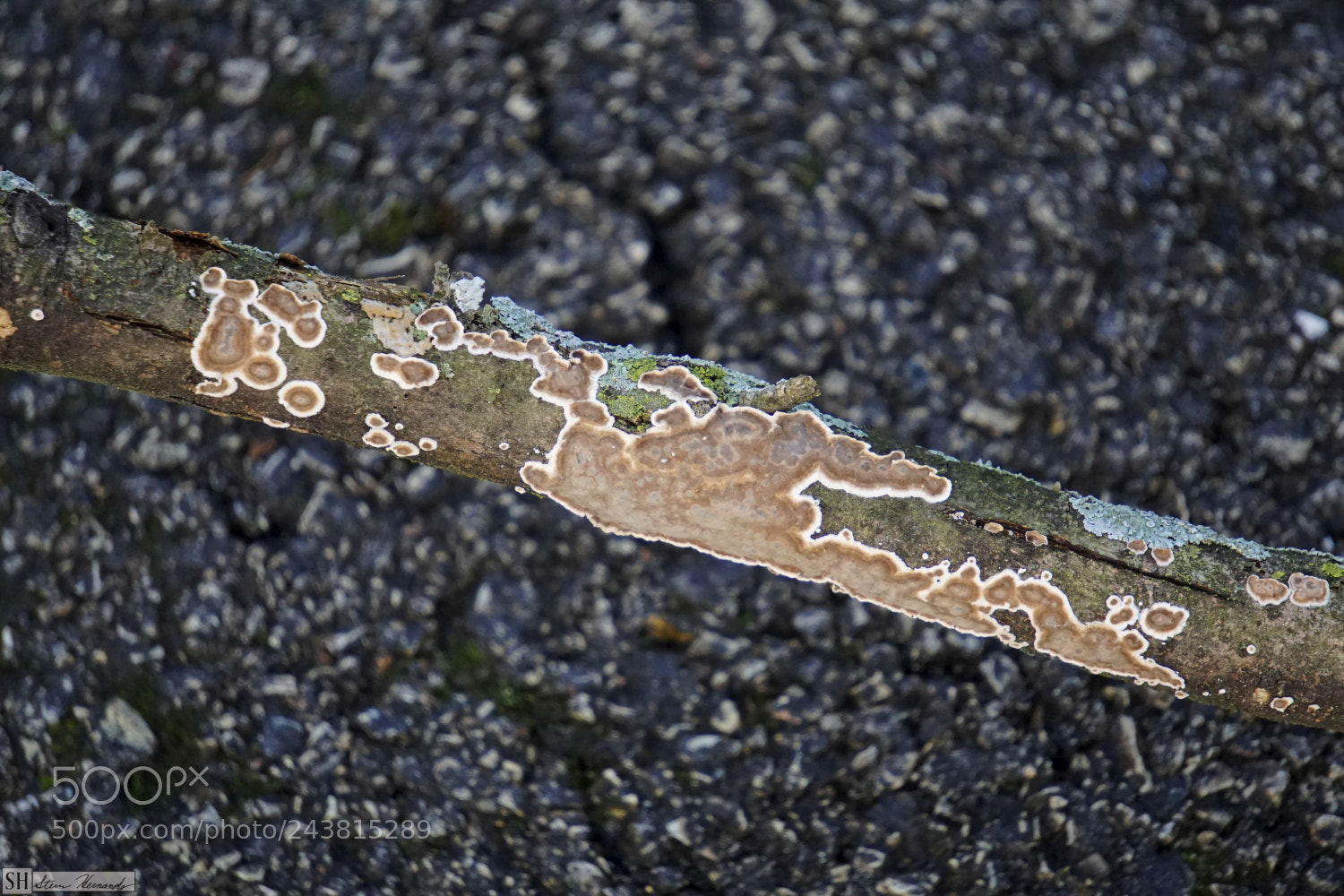 Sony E 55-210mm F4.5-6.3 OSS sample photo. () photography