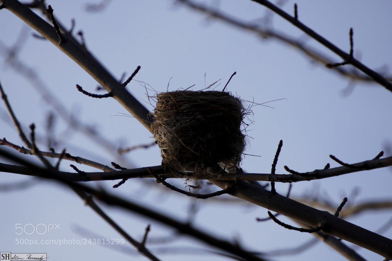 Sony E 55-210mm F4.5-6.3 OSS sample photo. () photography