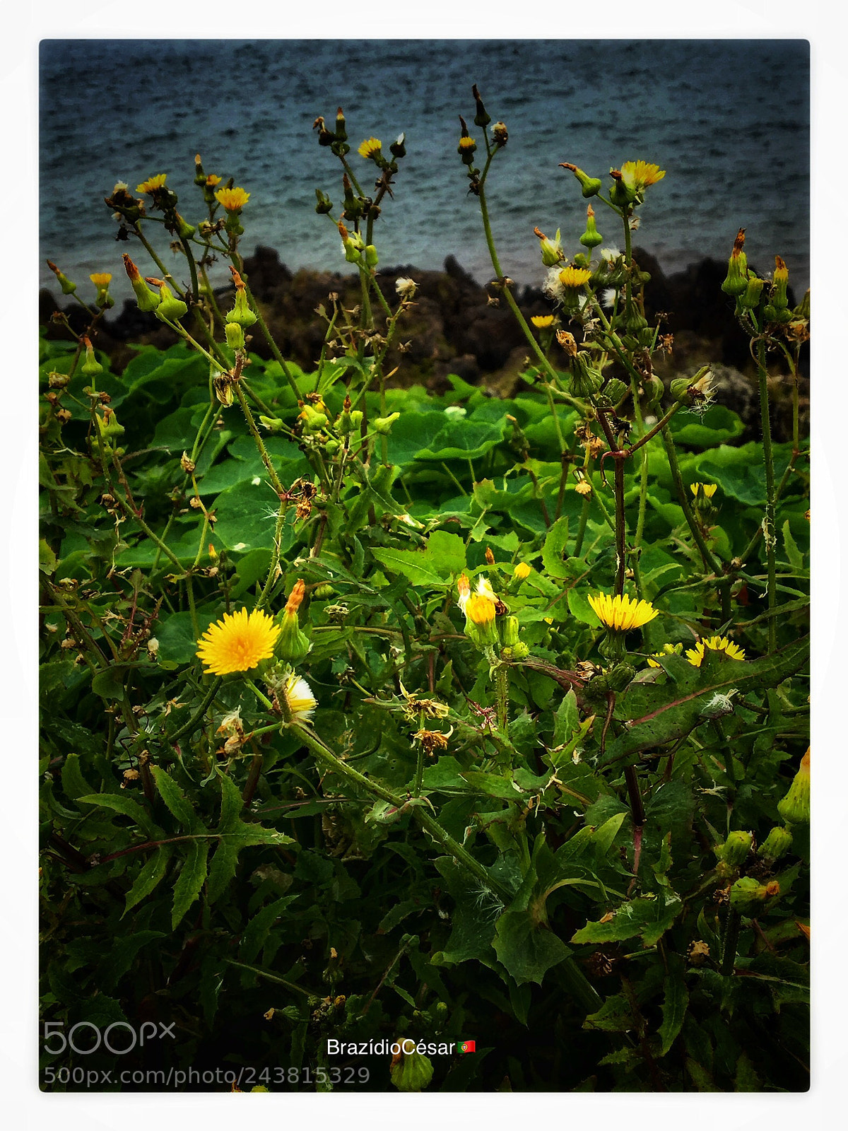 Apple iPhone 6s sample photo. Untitled photography