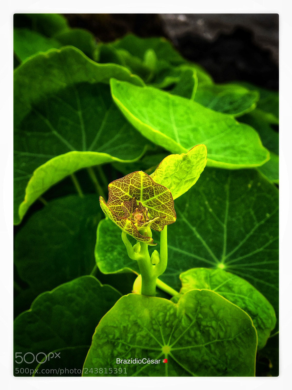 Apple iPhone 6s sample photo. Untitled photography