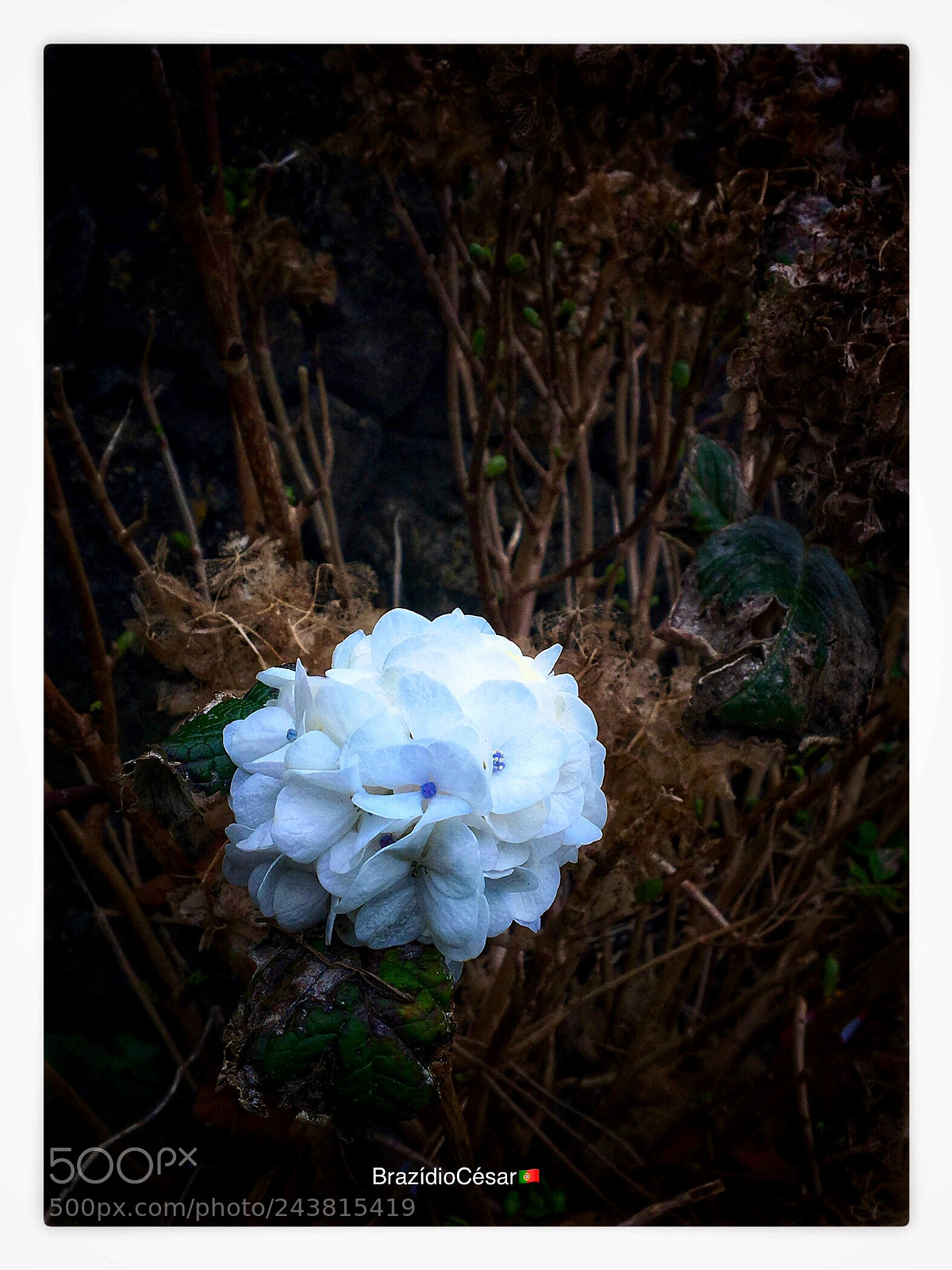 Apple iPhone 6s sample photo. Untitled photography