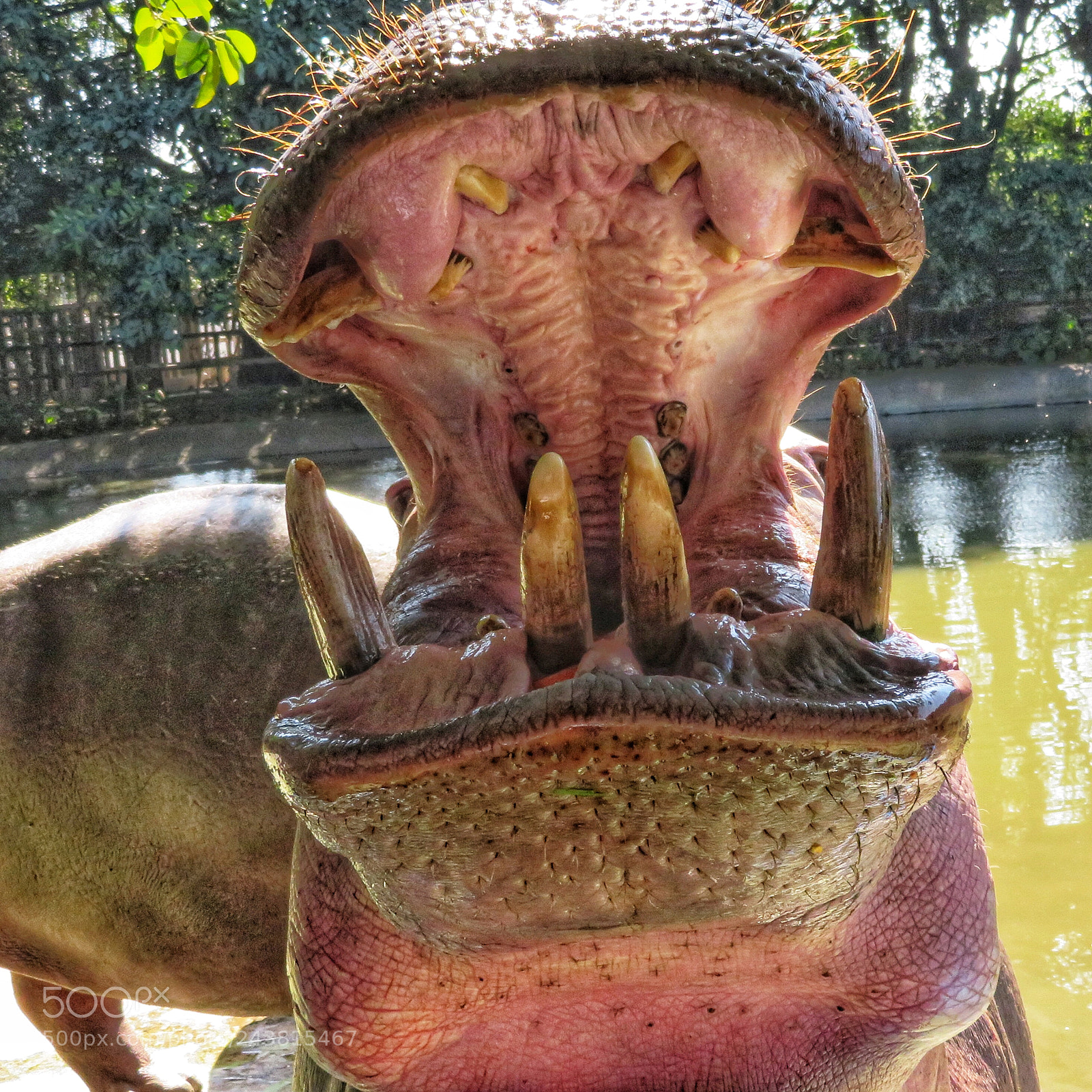 Canon PowerShot SX720 HS sample photo. Teeth photography