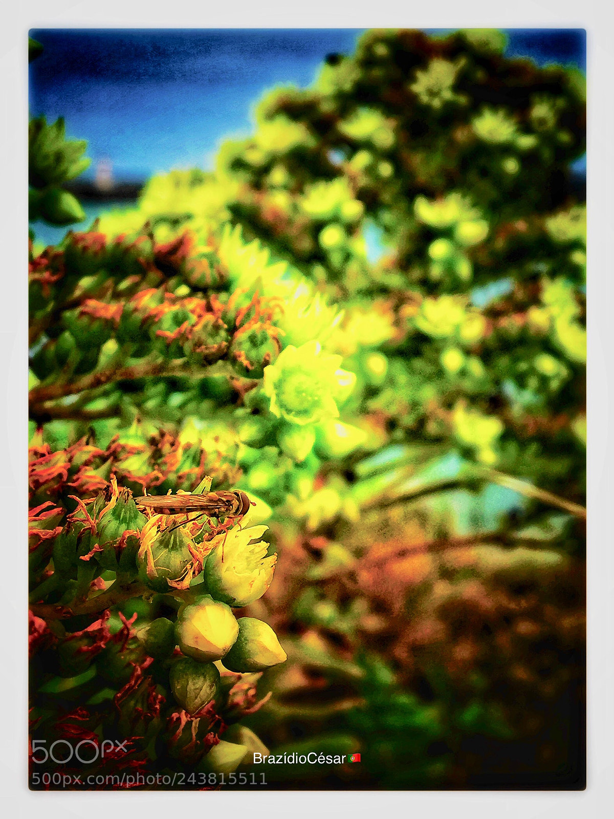 Apple iPhone 6s sample photo. Untitled photography