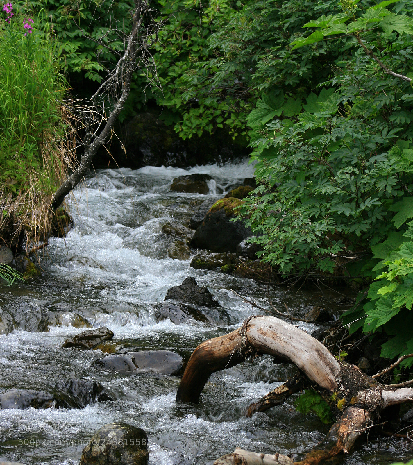 Canon EOS 400D (EOS Digital Rebel XTi / EOS Kiss Digital X) sample photo. Alaskan creek photography