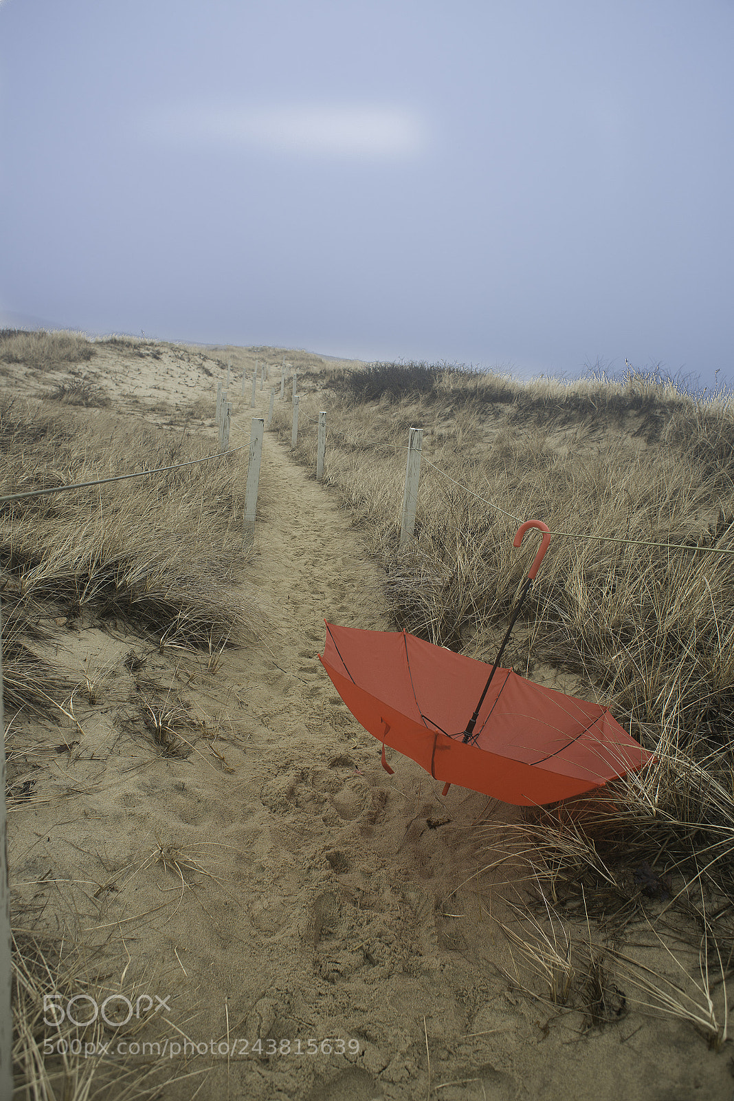 Nikon D800E sample photo. Umbella on the path photography
