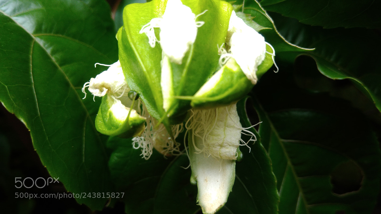 ASUS ZenFone 3 Max (ZC553KL) sample photo. Nature macro brazil photography