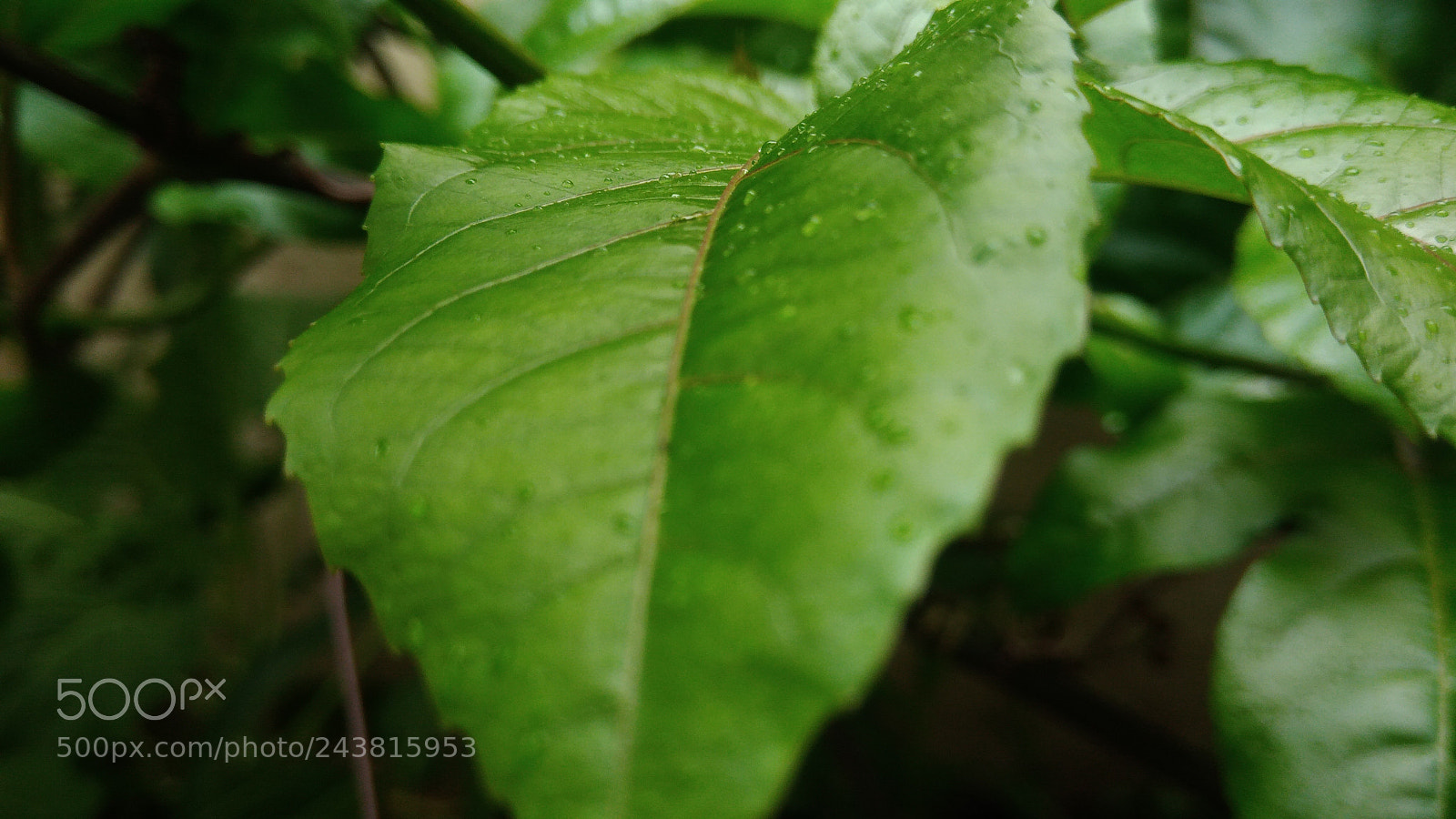 ASUS ZenFone 3 Max (ZC553KL) sample photo. Nature macro brazil photography