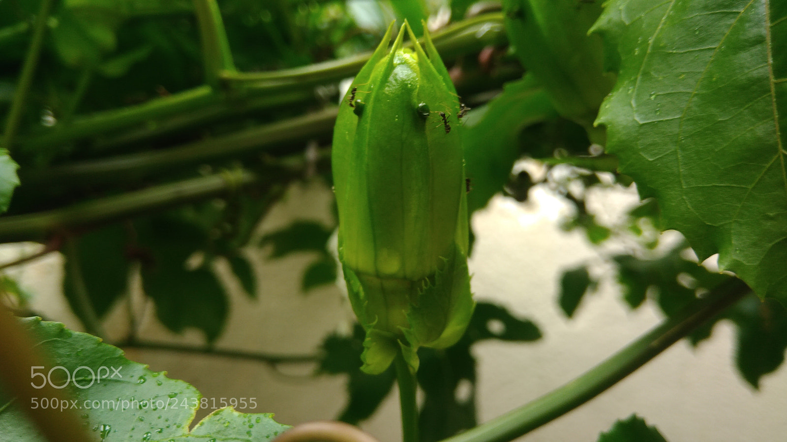 ASUS ZenFone 3 Max (ZC553KL) sample photo. Nature macro brazil photography