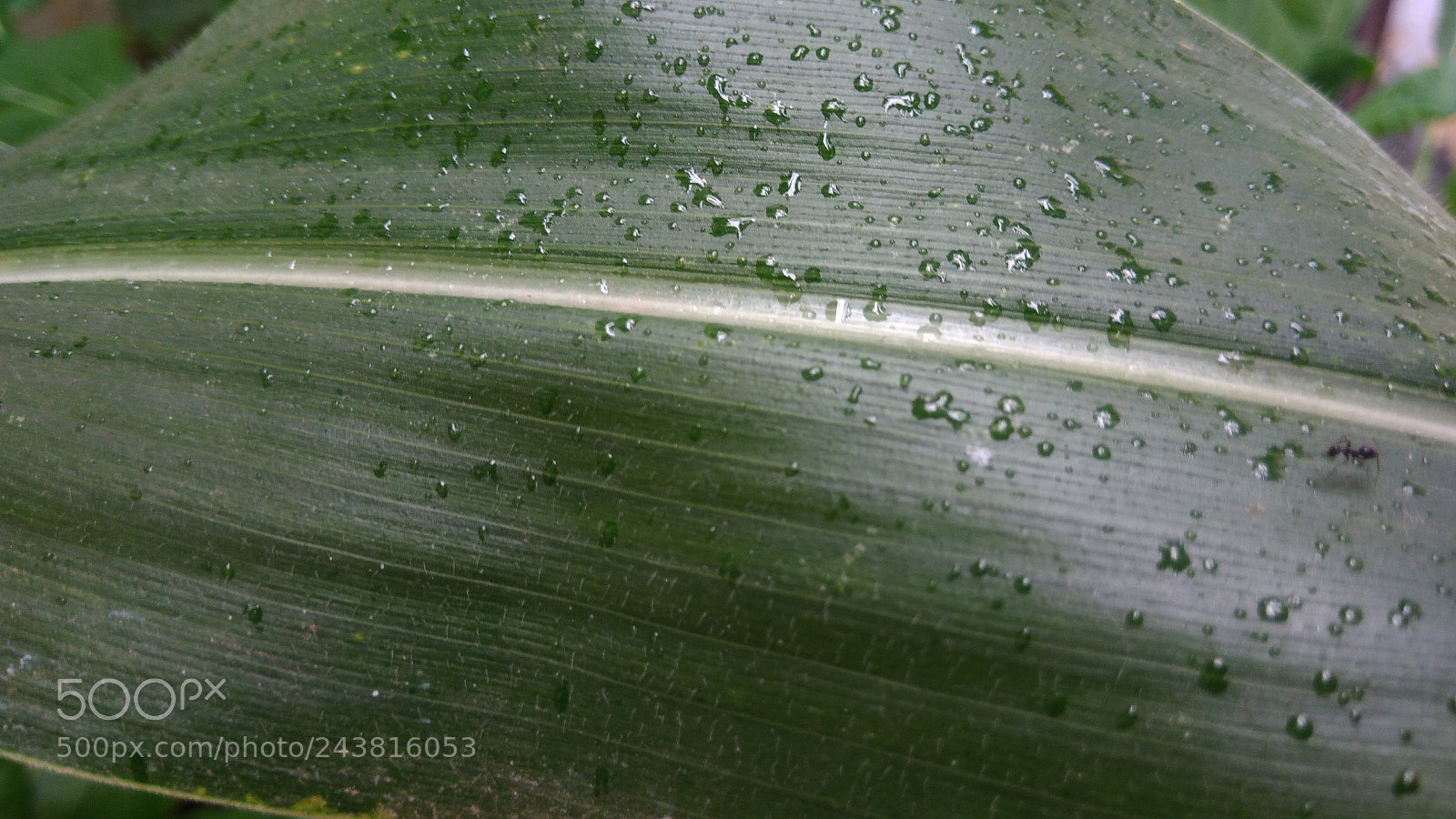 ASUS ZenFone 3 Max (ZC553KL) sample photo. Nature macro brazil photography