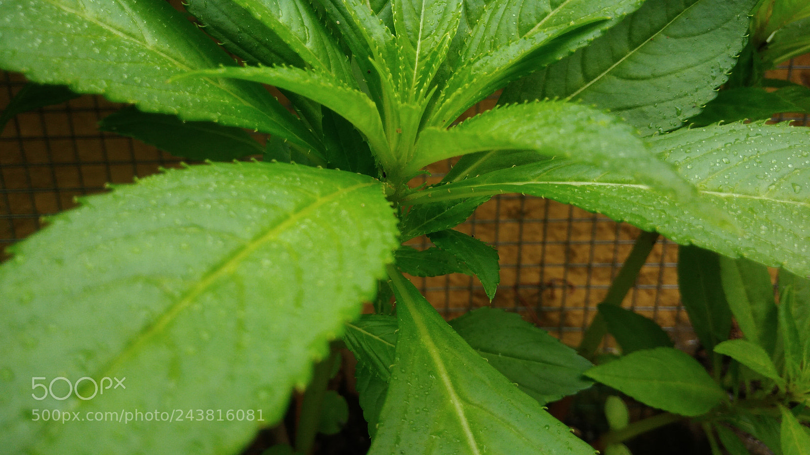 ASUS ZenFone 3 Max (ZC553KL) sample photo. Nature macro brazil photography