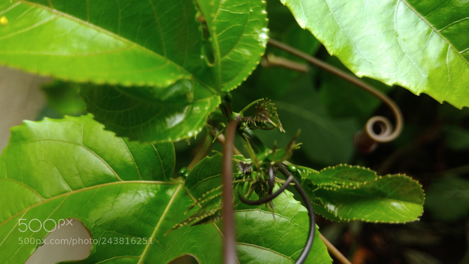 ASUS ZenFone 3 Max (ZC553KL) sample photo. Nature macro brazil photography