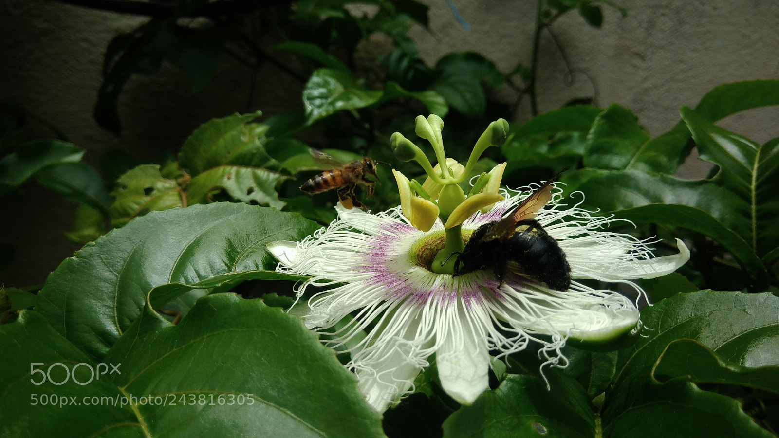 ASUS ZenFone 3 Max (ZC553KL) sample photo. Nature macro brazil photography
