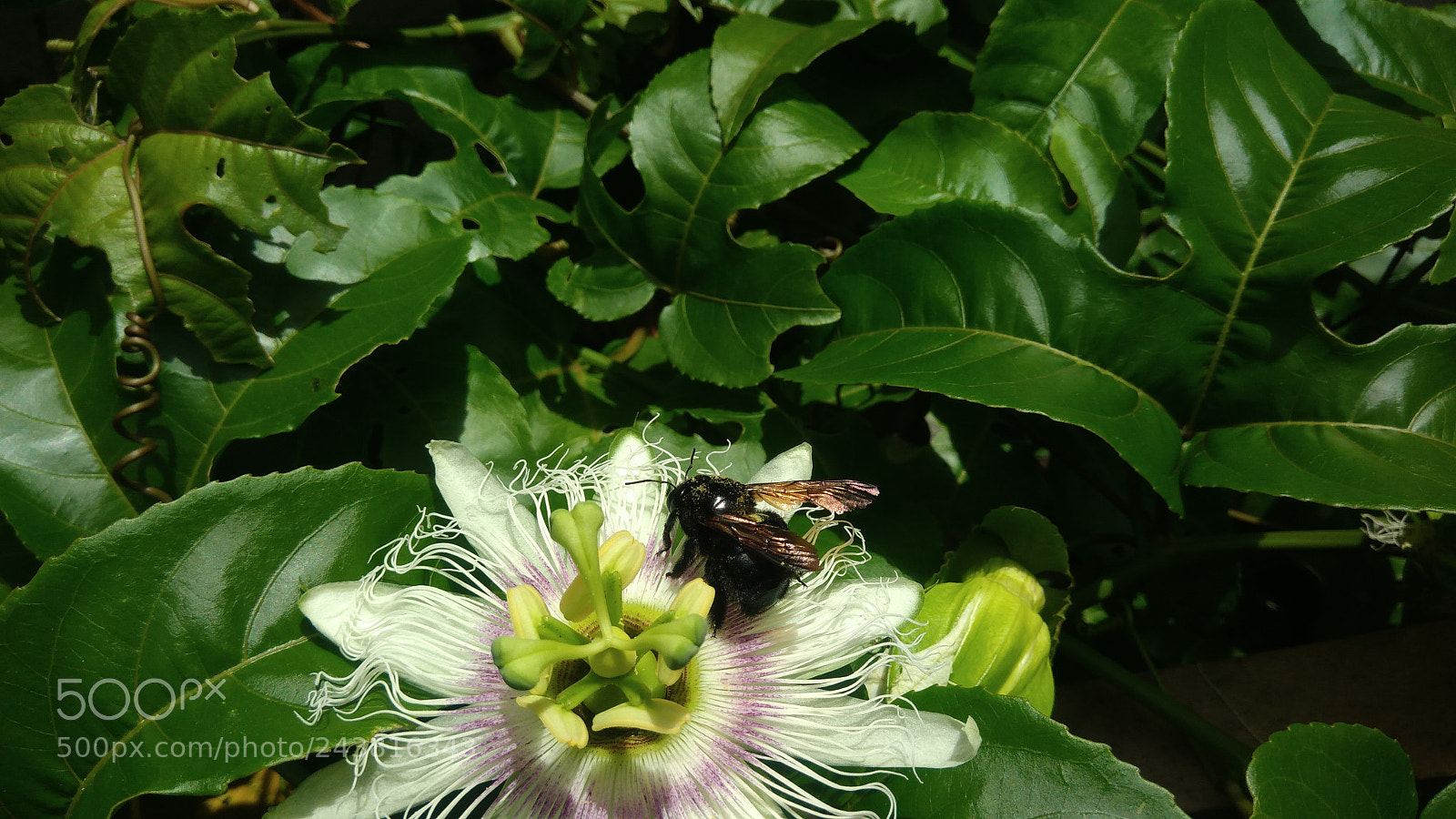 ASUS ZenFone 3 Max (ZC553KL) sample photo. Nature macro brazil photography