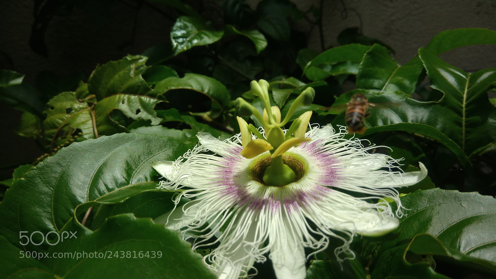 ASUS ZenFone 3 Max (ZC553KL) sample photo. Nature macro brazil photography