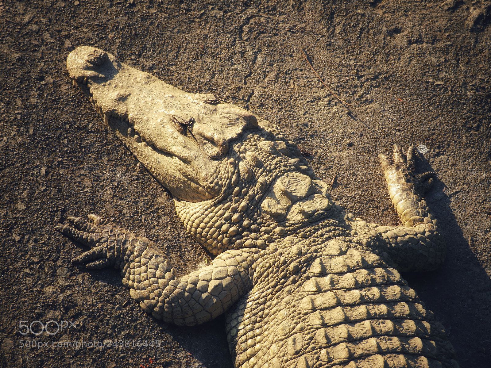 Canon PowerShot SX720 HS sample photo. Crocodile photography