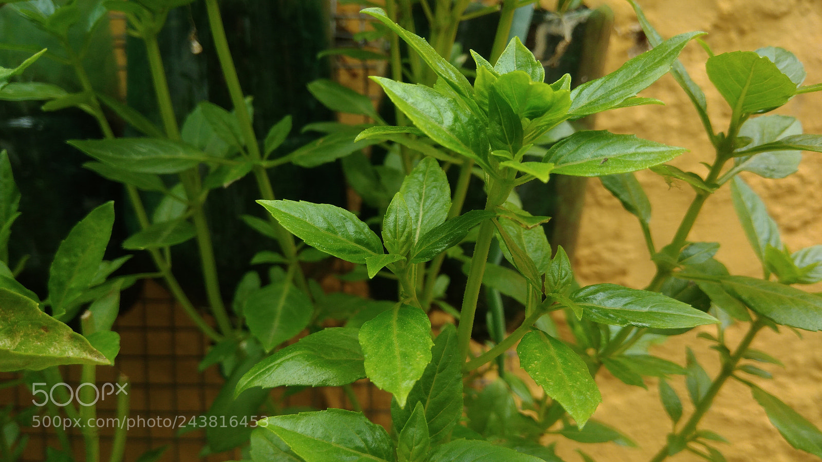 ASUS ZenFone 3 Max (ZC553KL) sample photo. Nature macro brazil photography