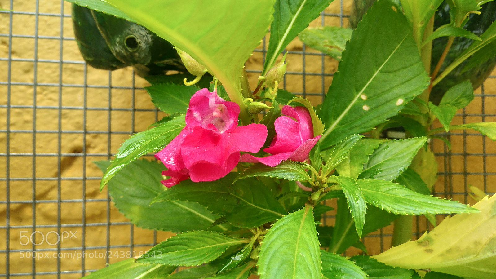 ASUS ZenFone 3 Max (ZC553KL) sample photo. Nature macro brazil photography