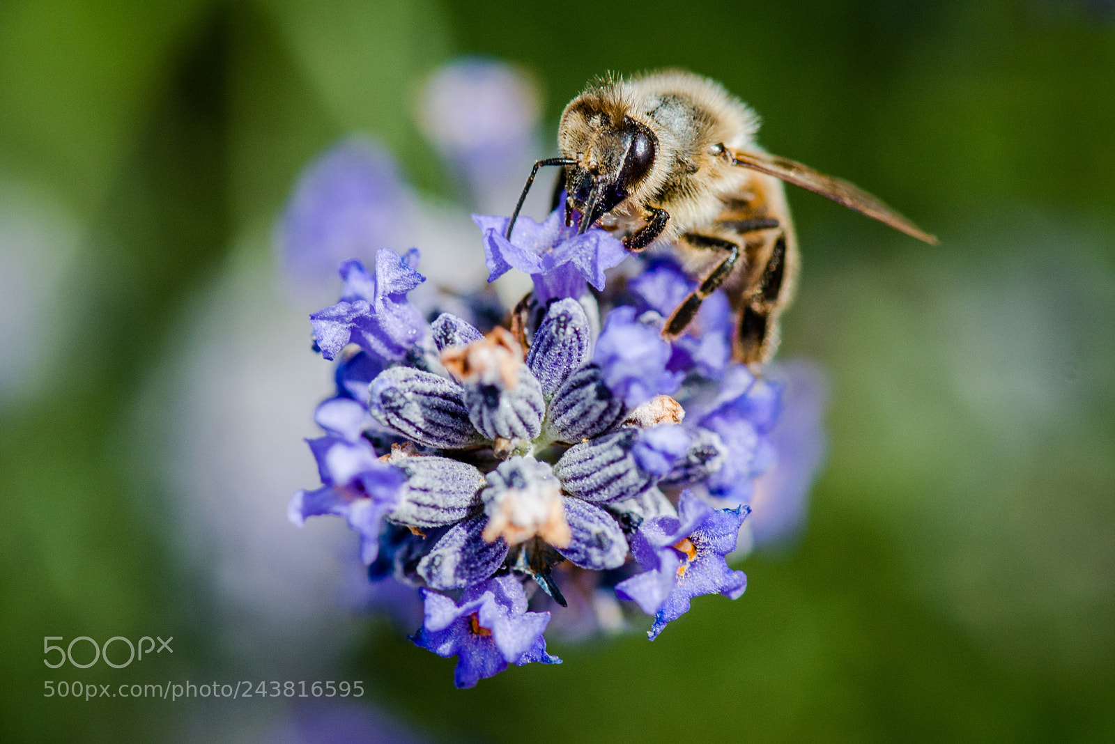 Nikon D800 sample photo. Brought my macro lens photography