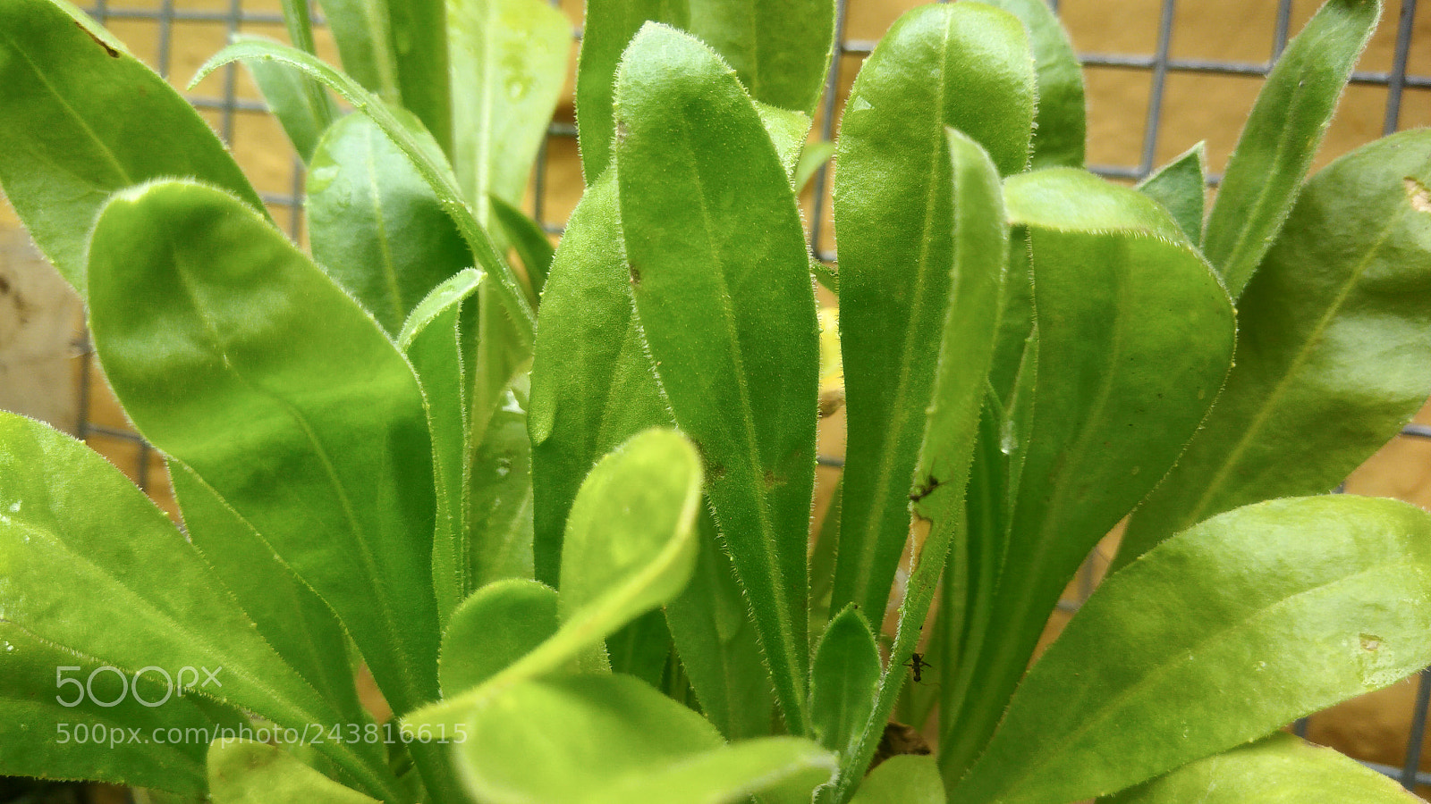 ASUS ZenFone 3 Max (ZC553KL) sample photo. Nature macro brazil photography