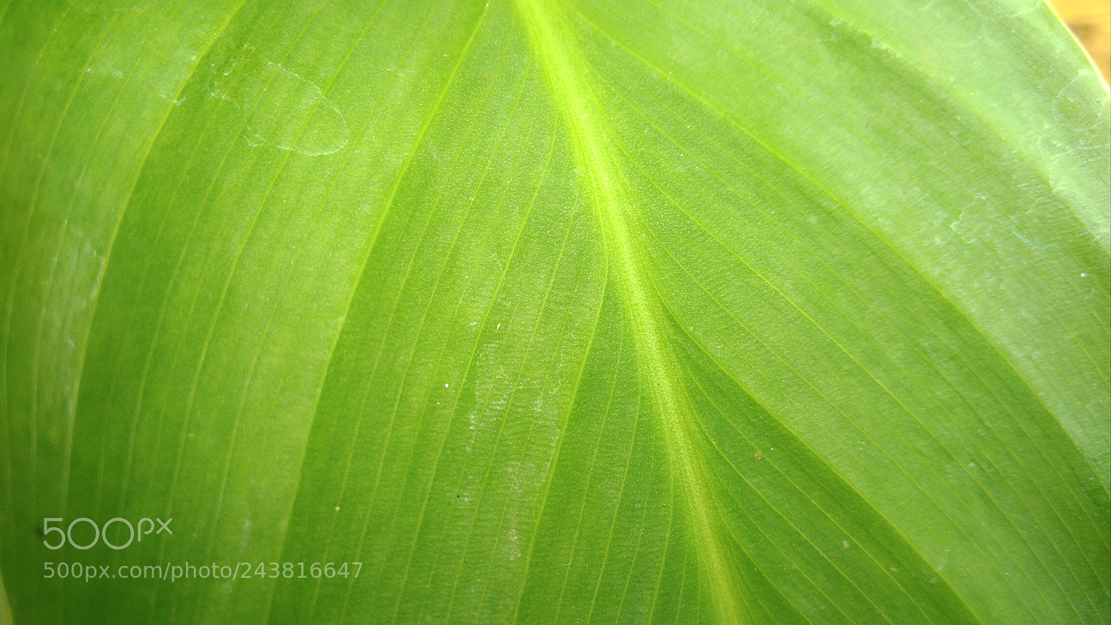ASUS ZenFone 3 Max (ZC553KL) sample photo. Nature macro brazil photography