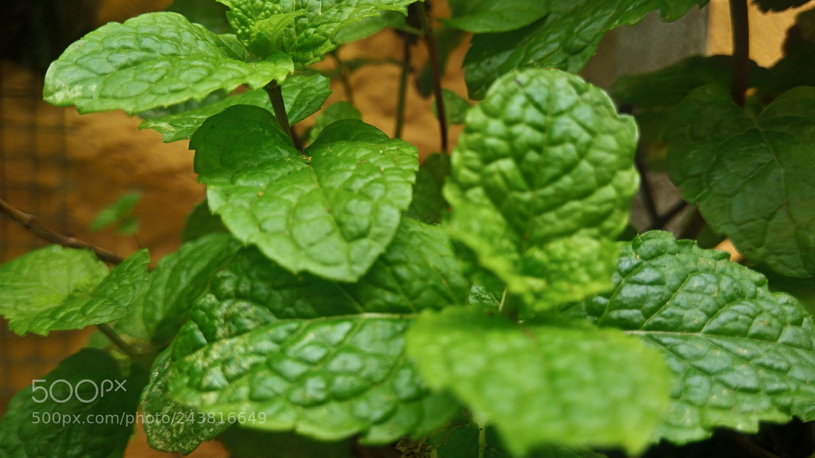 ASUS ZenFone 3 Max (ZC553KL) sample photo. Nature macro brazil photography