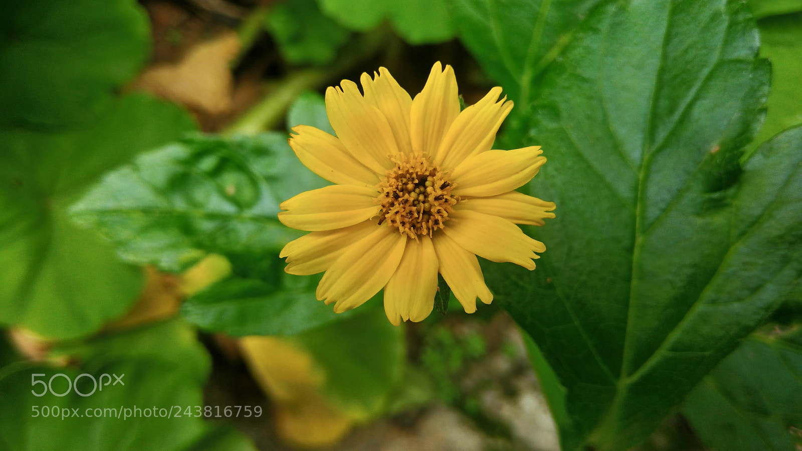 ASUS ZenFone 3 Max (ZC553KL) sample photo. Nature macro brazil photography