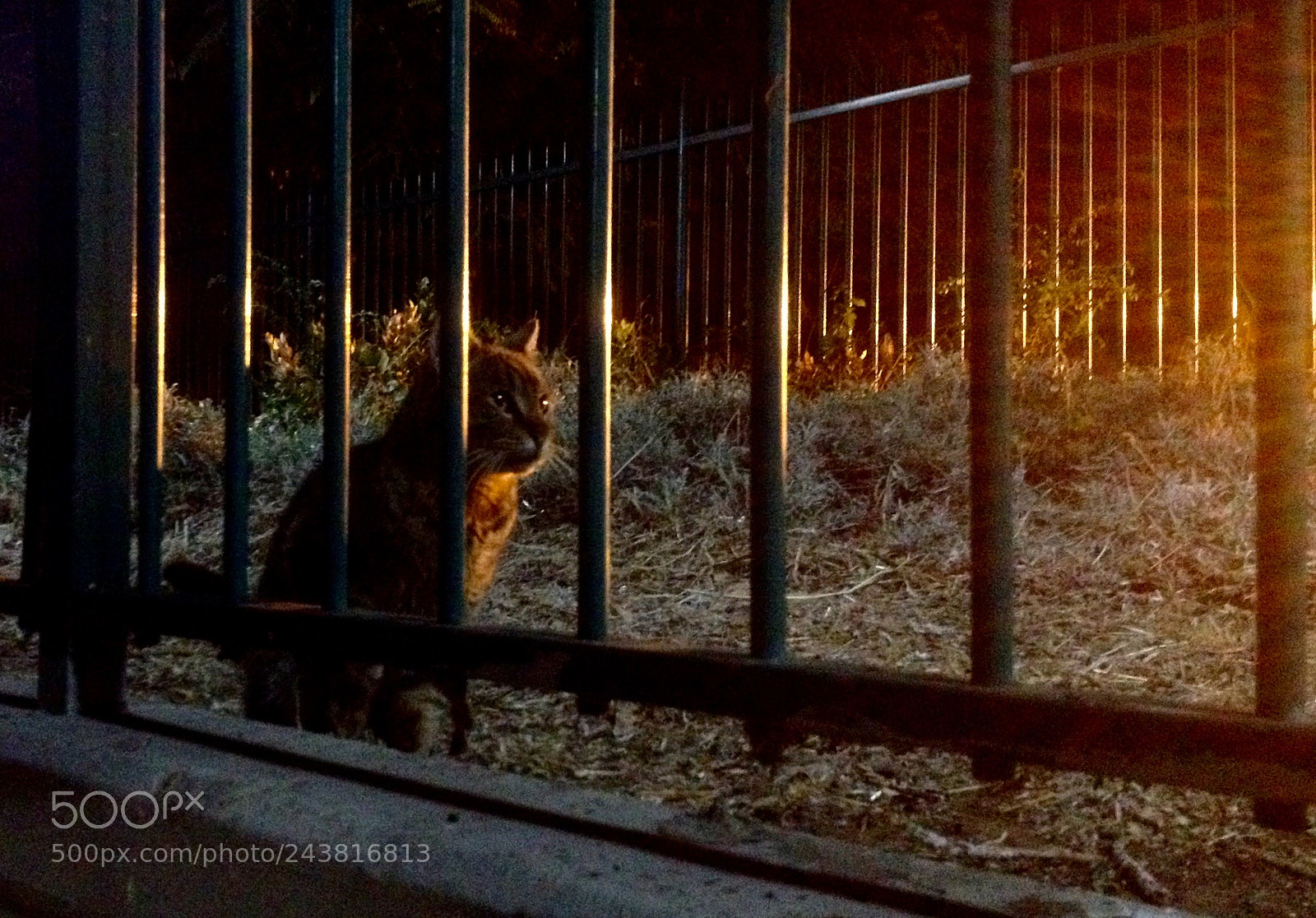 Apple iPhone 4S sample photo. Cat and sunset photography