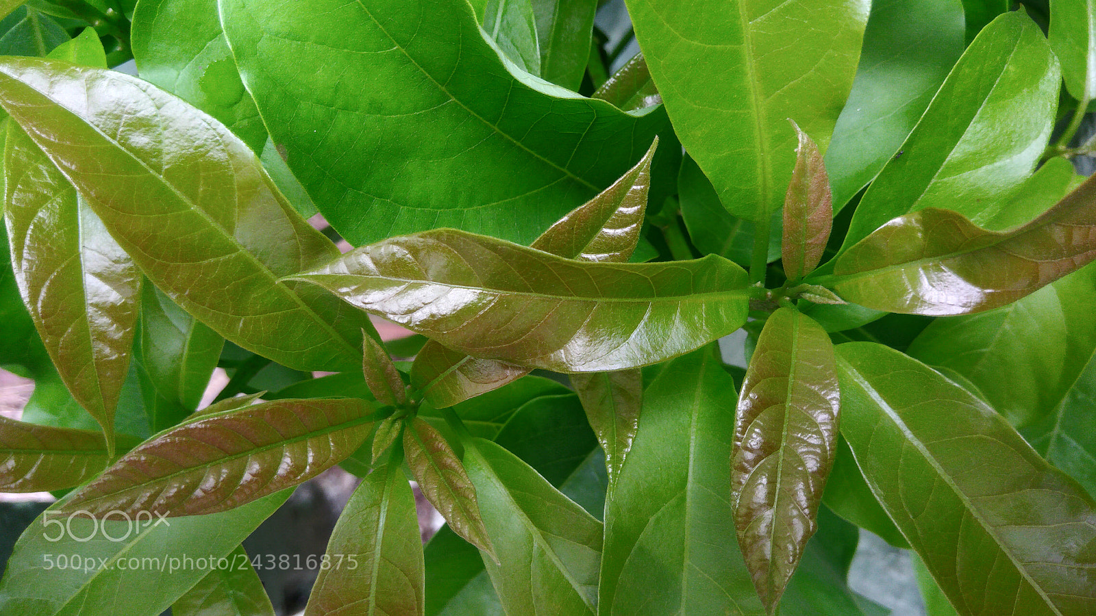 ASUS ZenFone 3 Max (ZC553KL) sample photo. Nature macro brazil photography