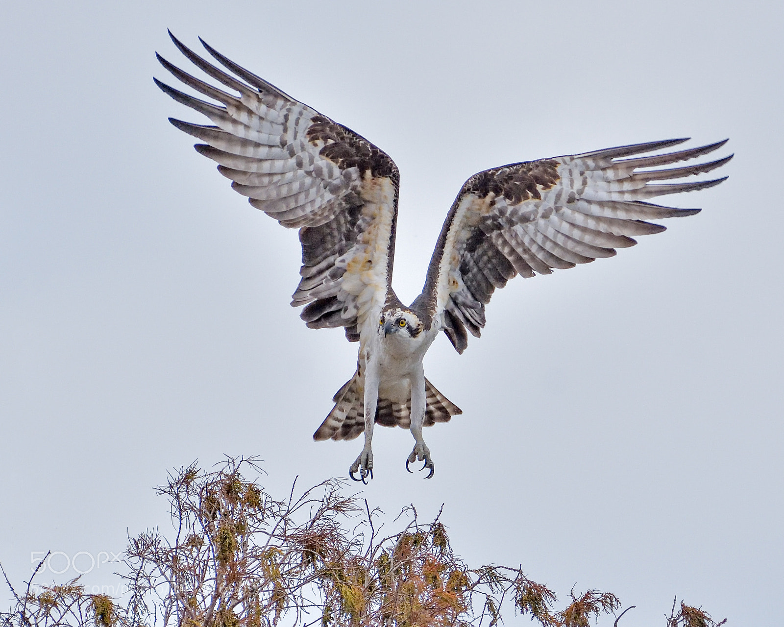 Nikon D7200 sample photo. Osprey photography