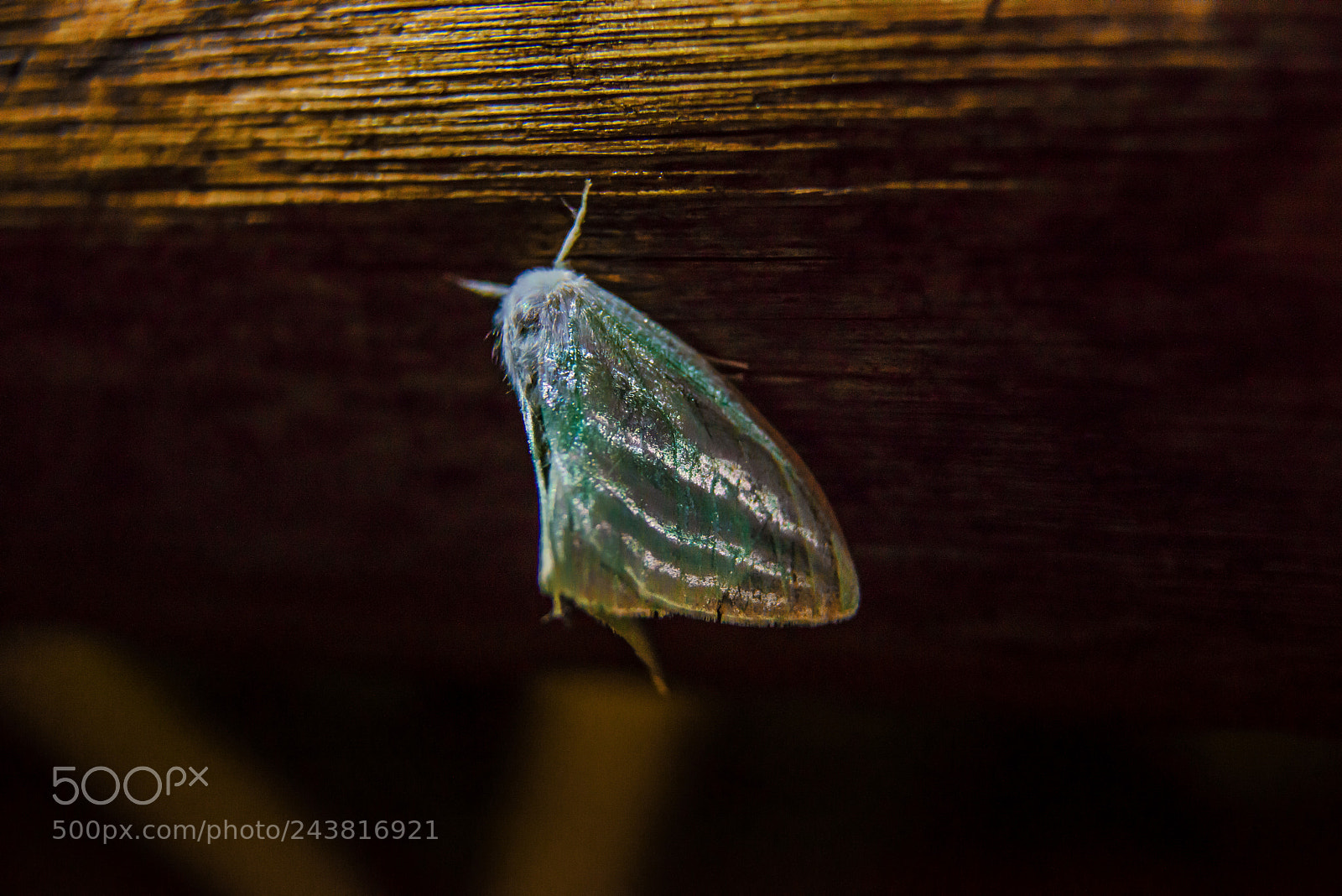 Nikon D800 sample photo. Butterfly photography