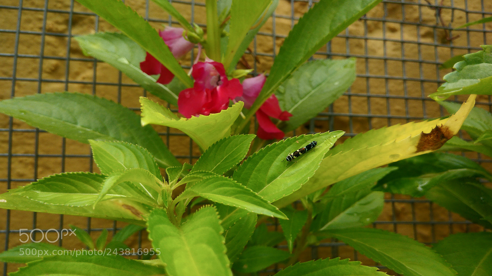 ASUS ZenFone 3 Max (ZC553KL) sample photo. Nature macro brazil photography