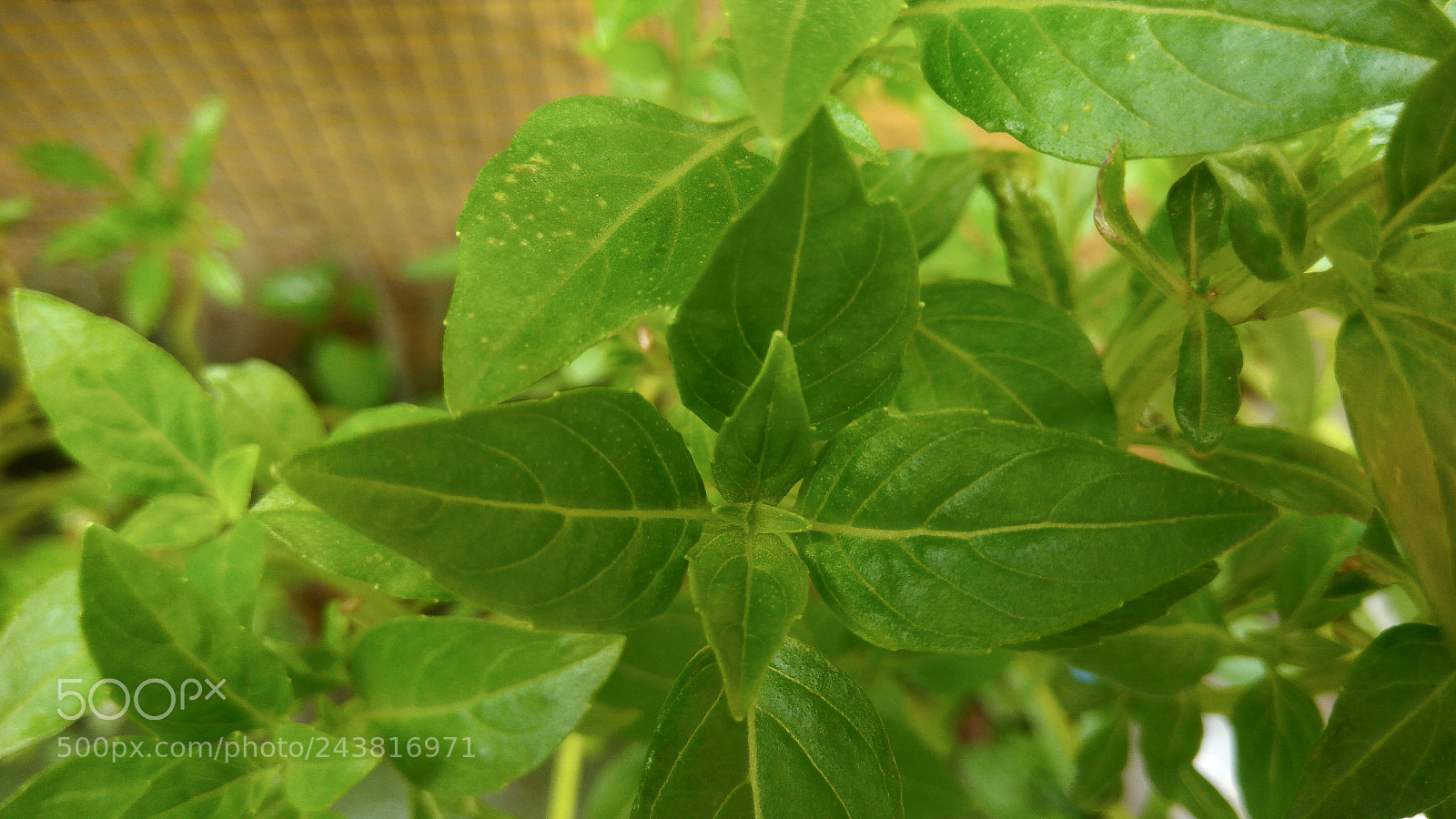ASUS ZenFone 3 Max (ZC553KL) sample photo. Nature macro brazil photography