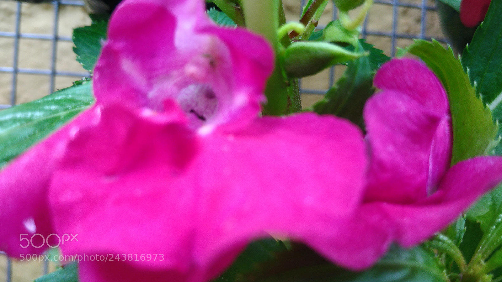 ASUS ZenFone 3 Max (ZC553KL) sample photo. Nature macro brazil photography