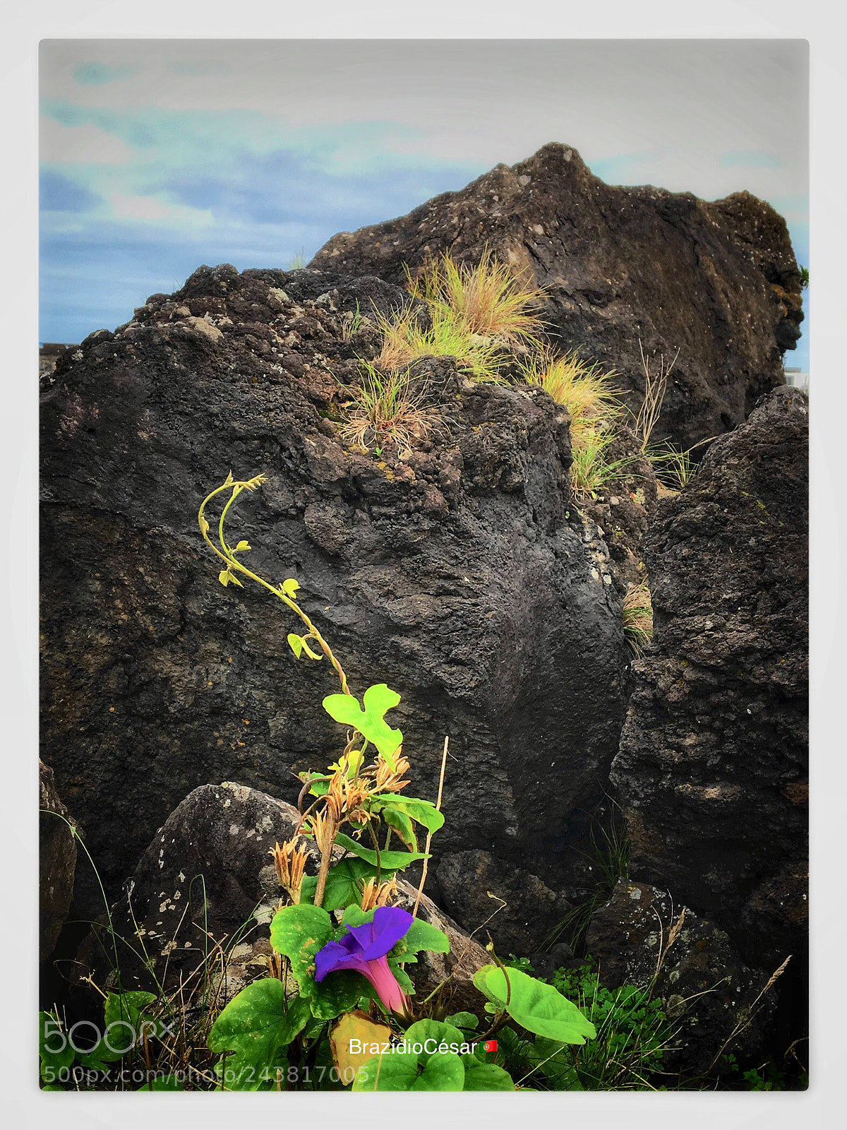 Apple iPhone 6s sample photo. Untitled photography