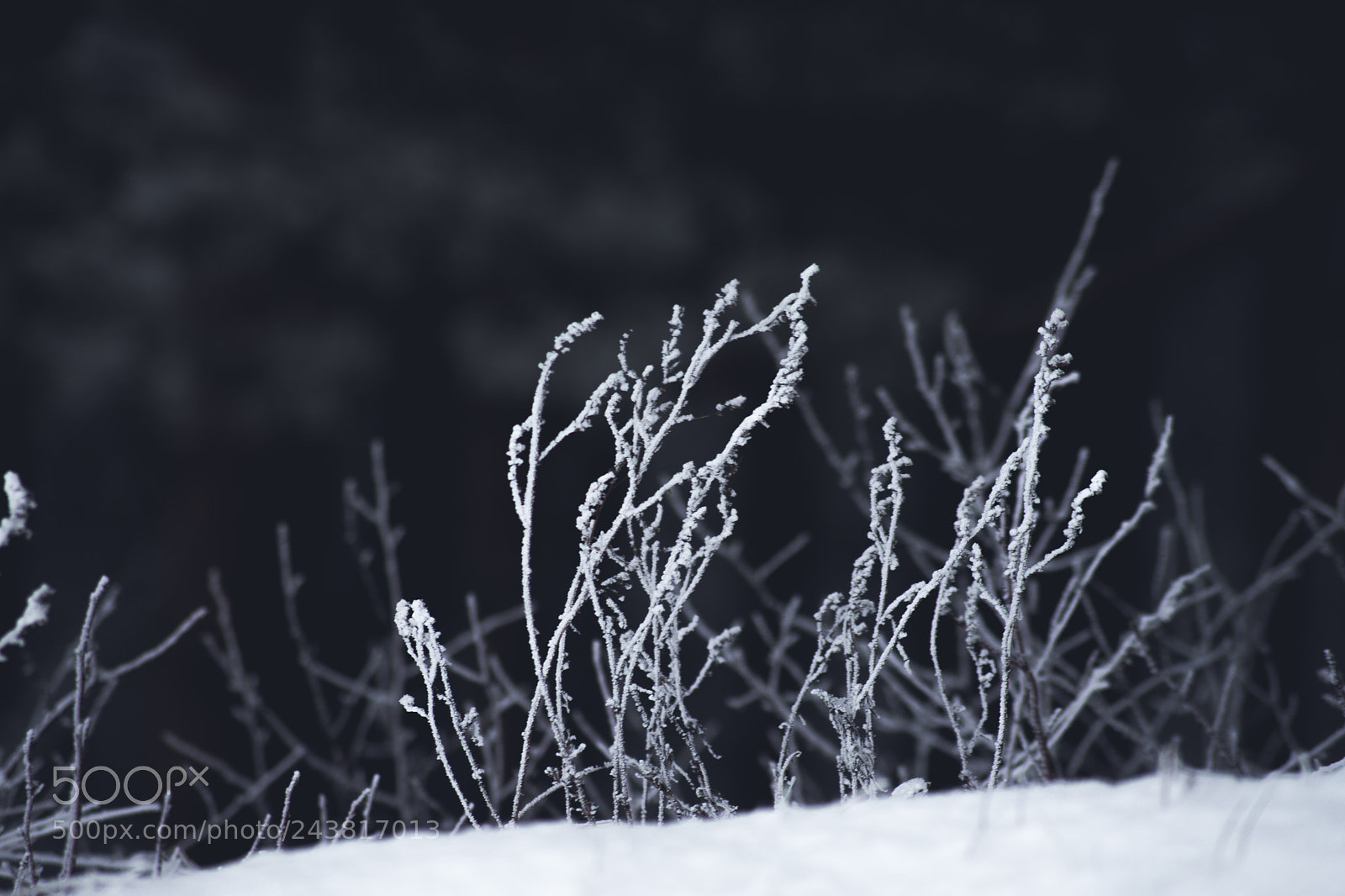 Nikon D7200 sample photo. Some nice frozen plant photography