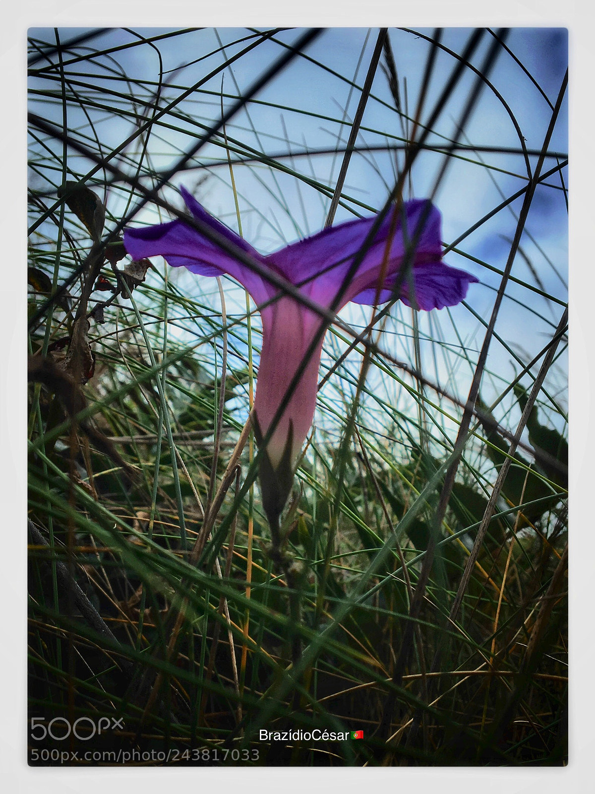 Apple iPhone 6s sample photo. Untitled photography