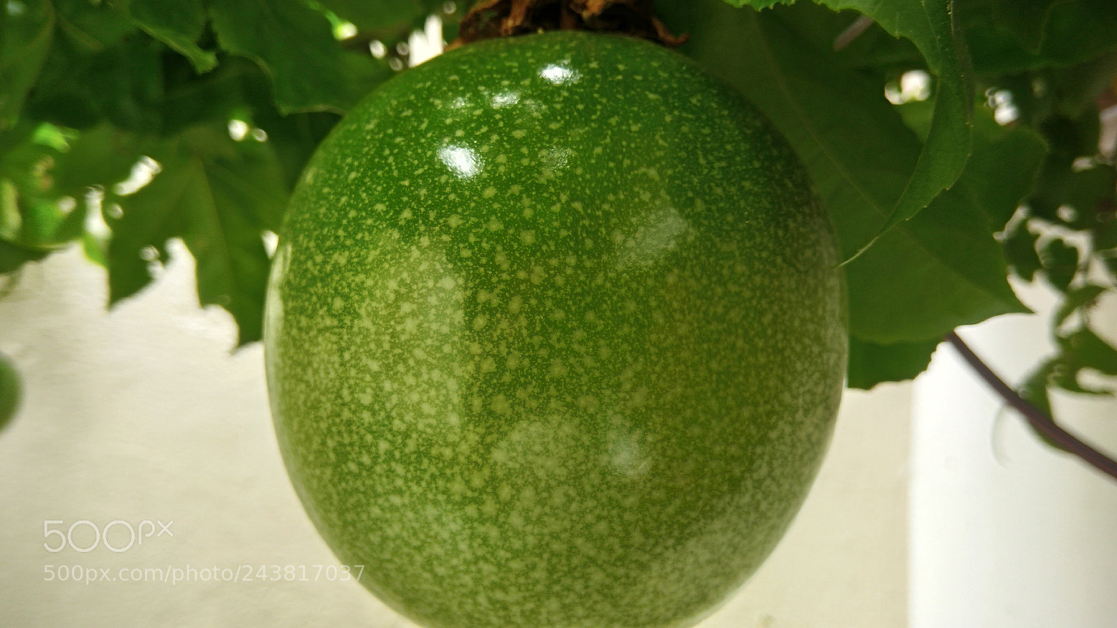 ASUS ZenFone 3 Max (ZC553KL) sample photo. Nature macro brazil photography