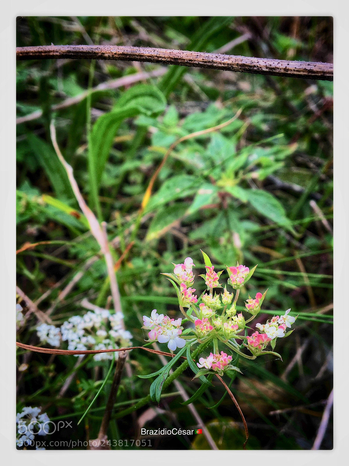 Apple iPhone 6s sample photo. Untitled photography
